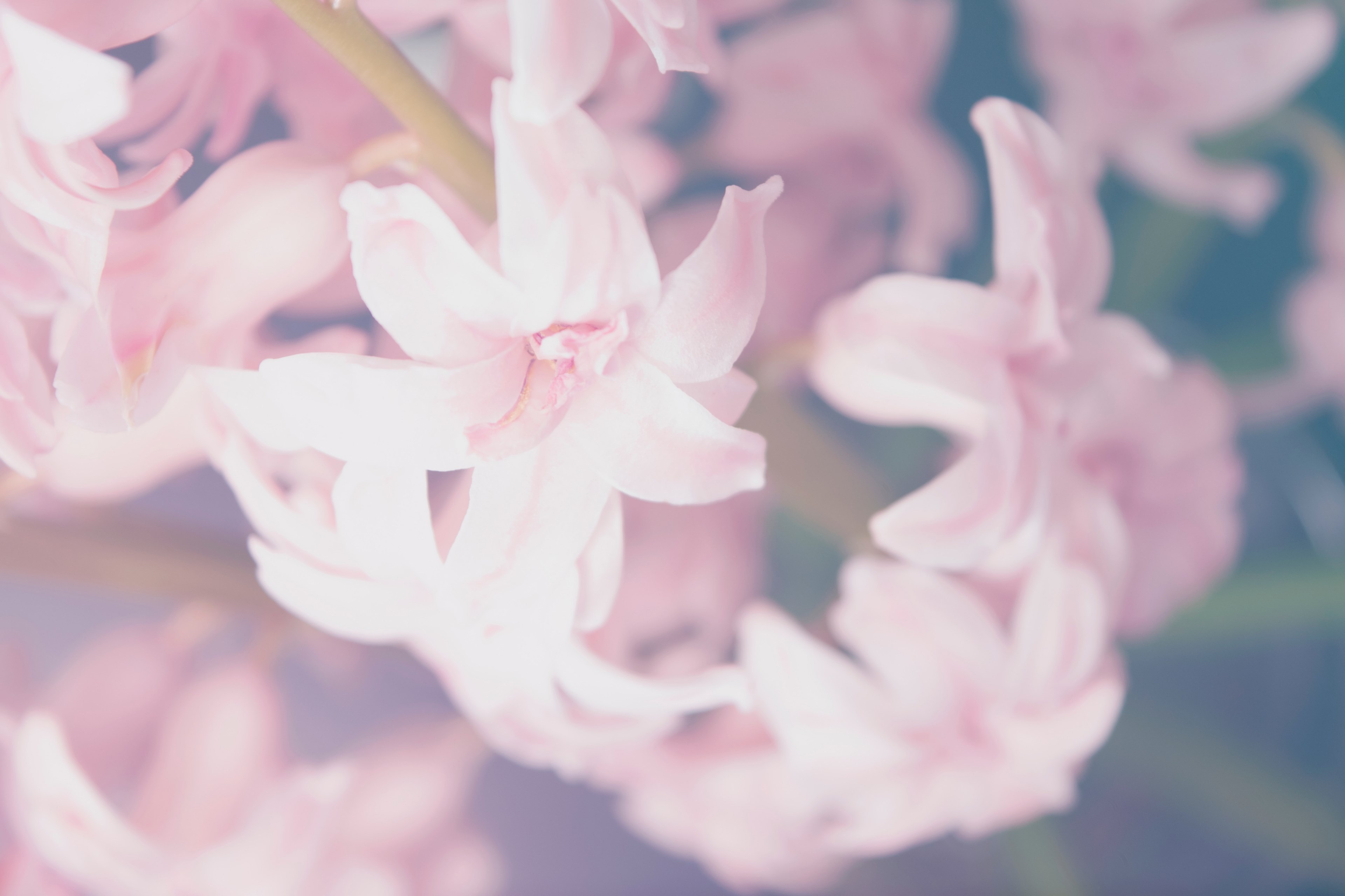 macro of pink flower with big petals and fade filter in spring, delicate pink flowers in close up 4k, HD Wallpaper