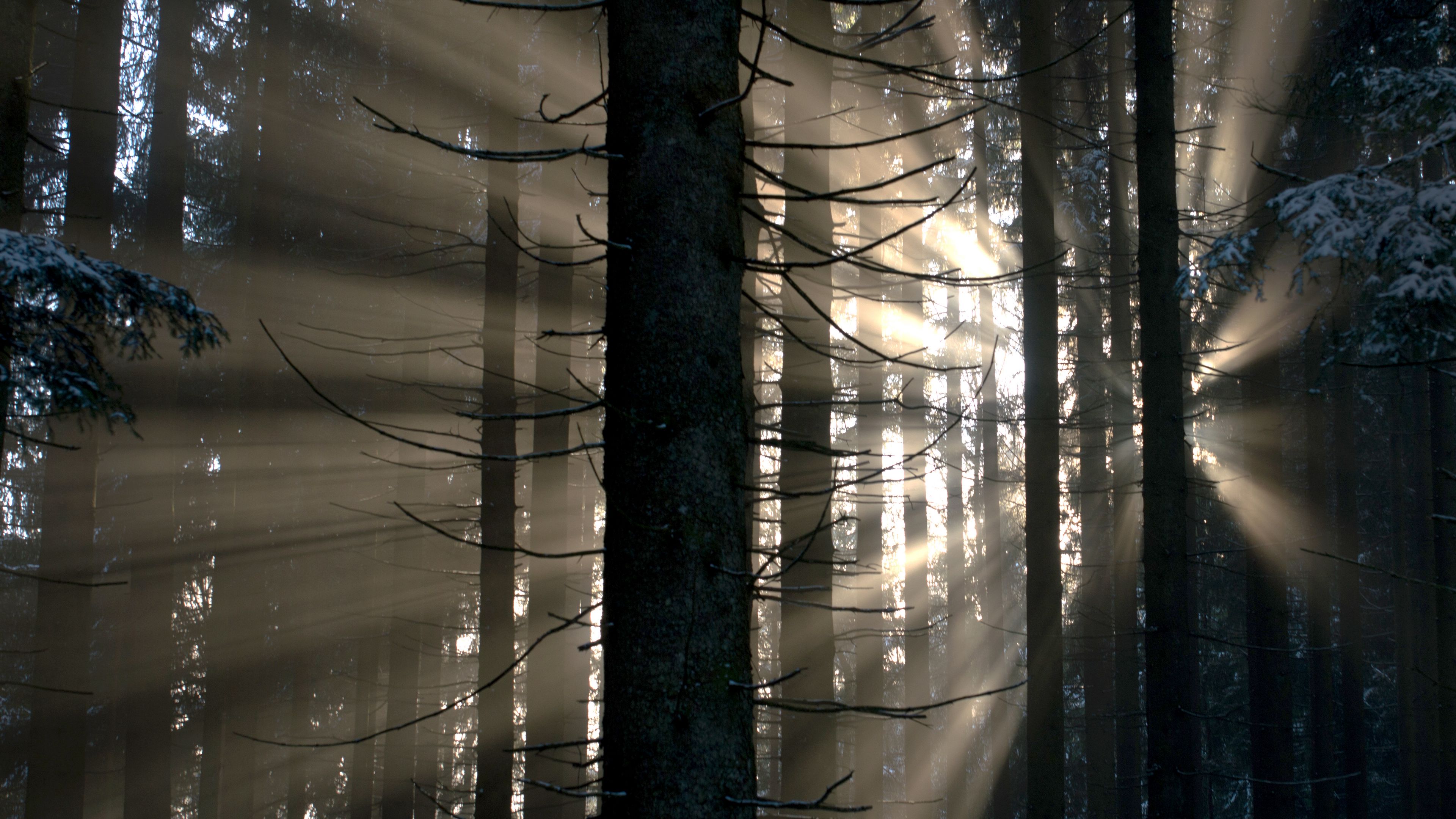 forest, rays, glow, 4k, HD Wallpaper