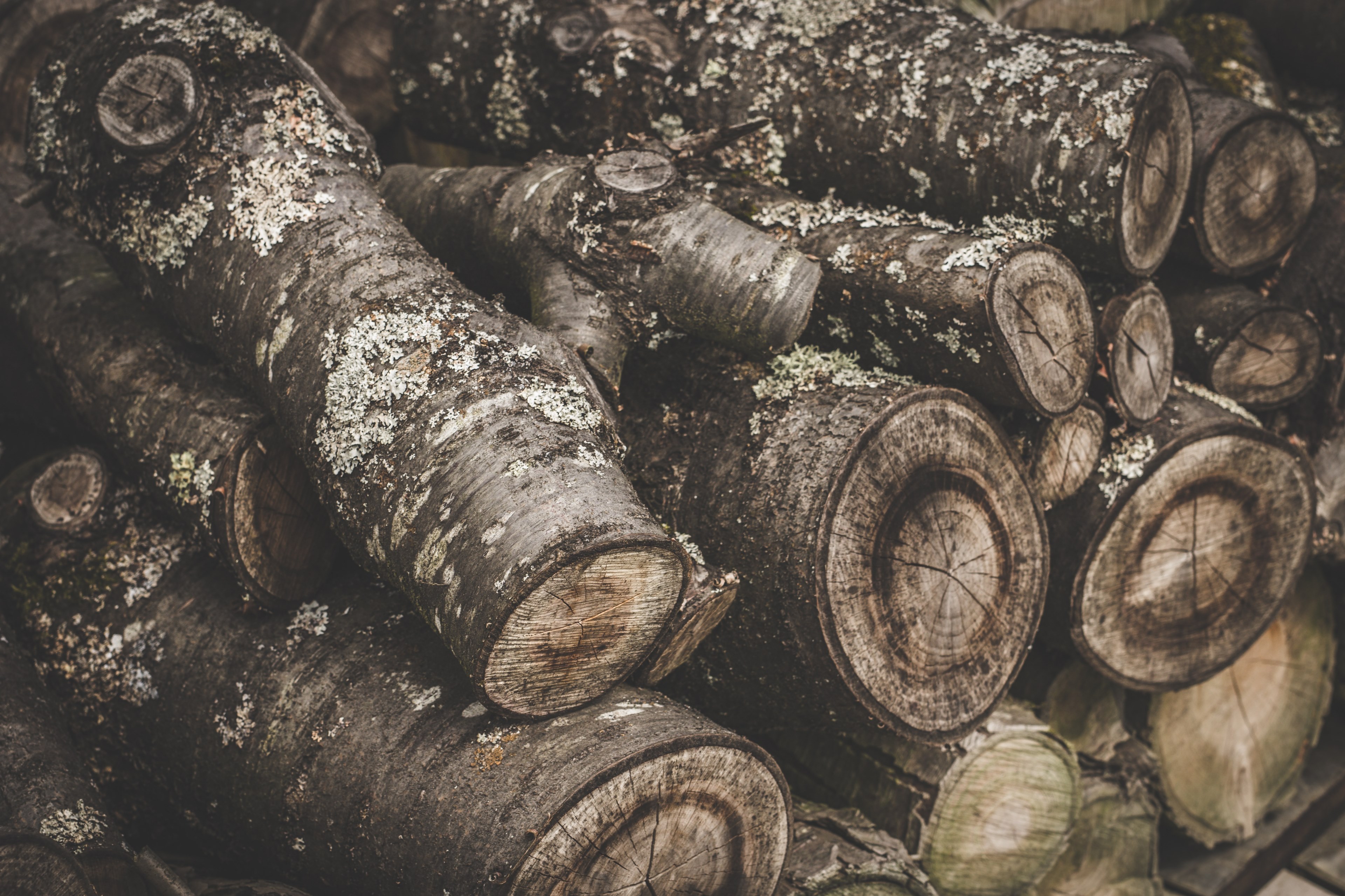 large mossy logs stacked on top of each other, mossy log pile 4k, HD Wallpaper
