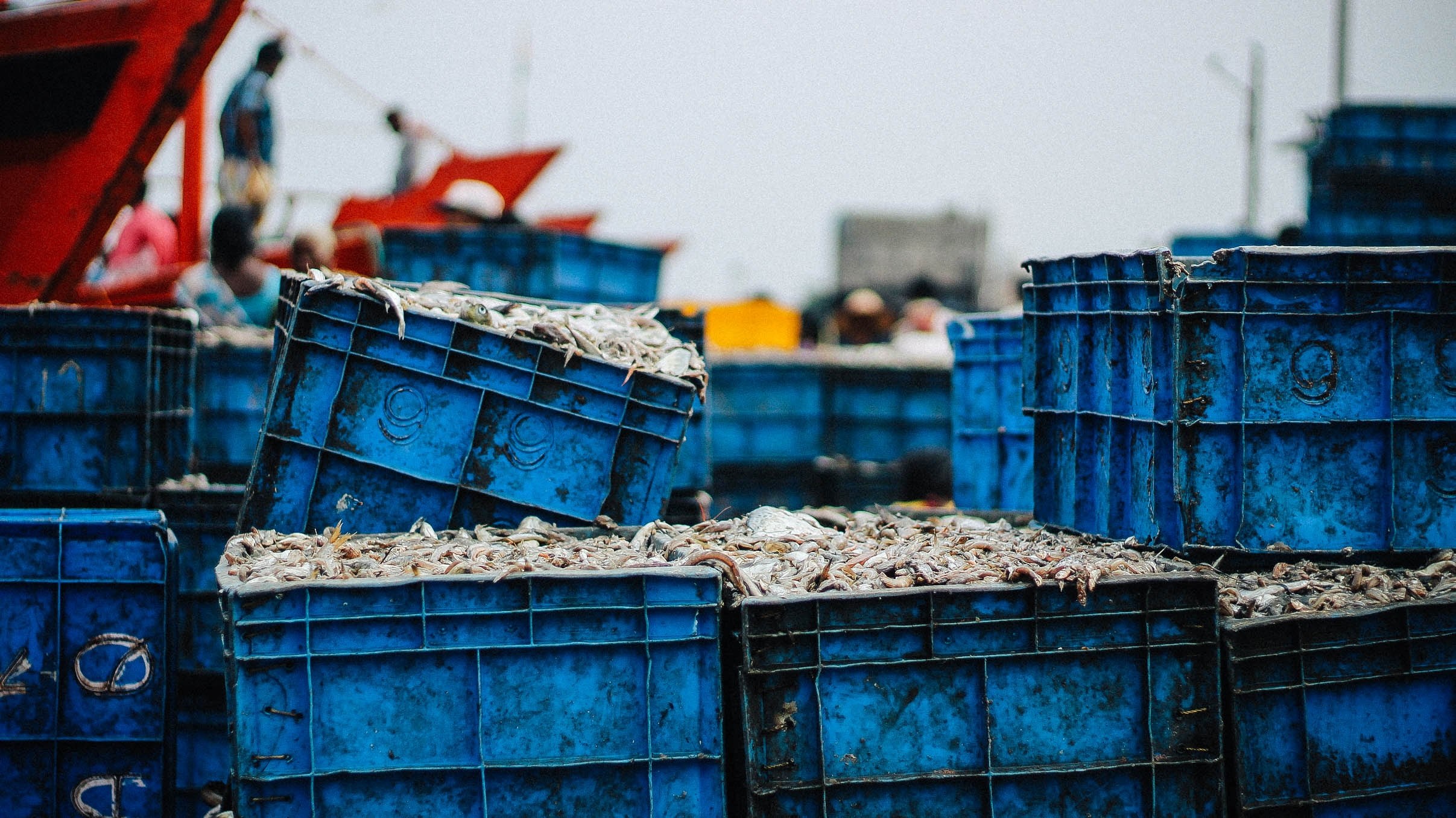 shrimps in blue crates at a fish market, shrimps in crates 4k, HD Wallpaper