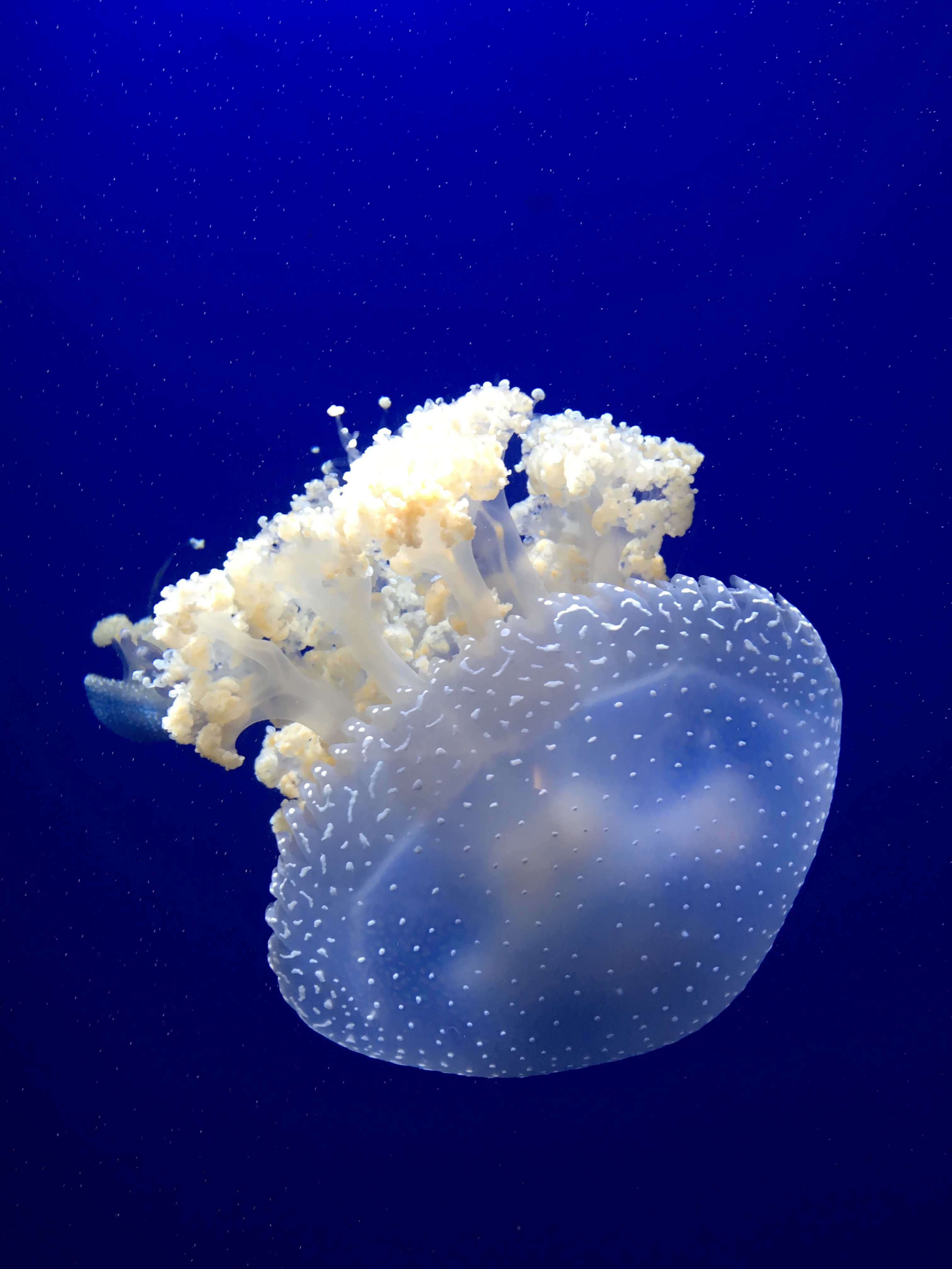 jellyfish 4k, Phone HD Wallpaper