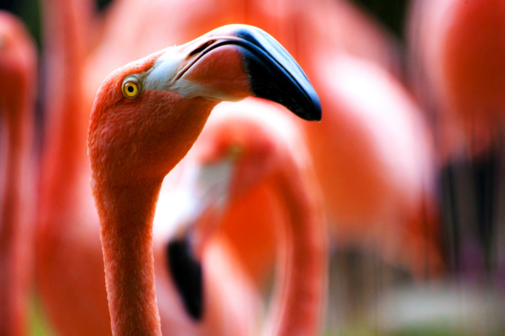 macro of a flamingo looking up among a group of flamingos in the background, flamingo looking up 4k, HD Wallpaper