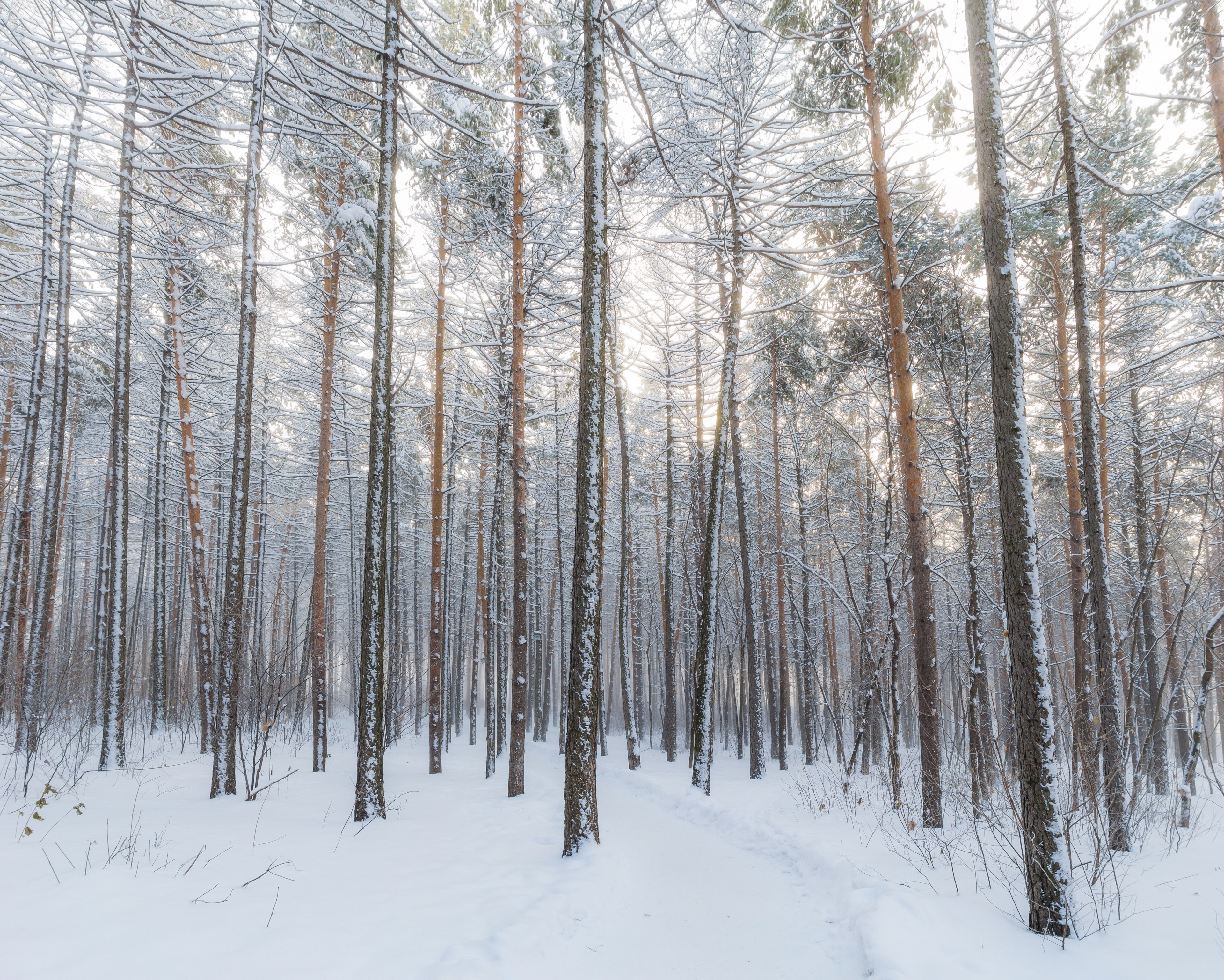 bare trees buried in the snow in the forest with a soft white glow, a forest in the snow 4k, HD Wallpaper