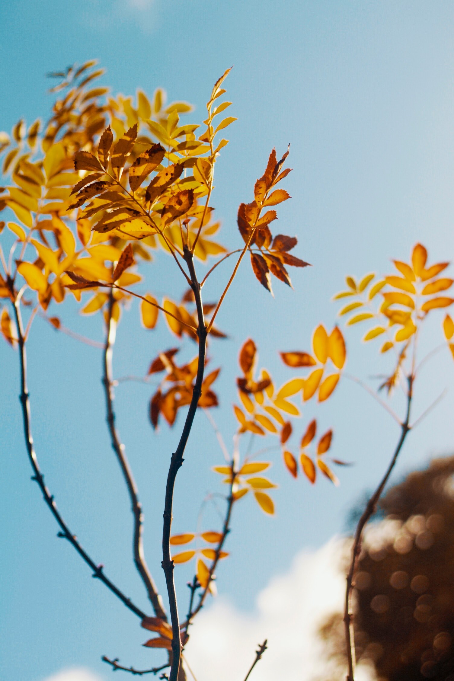 lovin leafs 4k, Phone HD Wallpaper