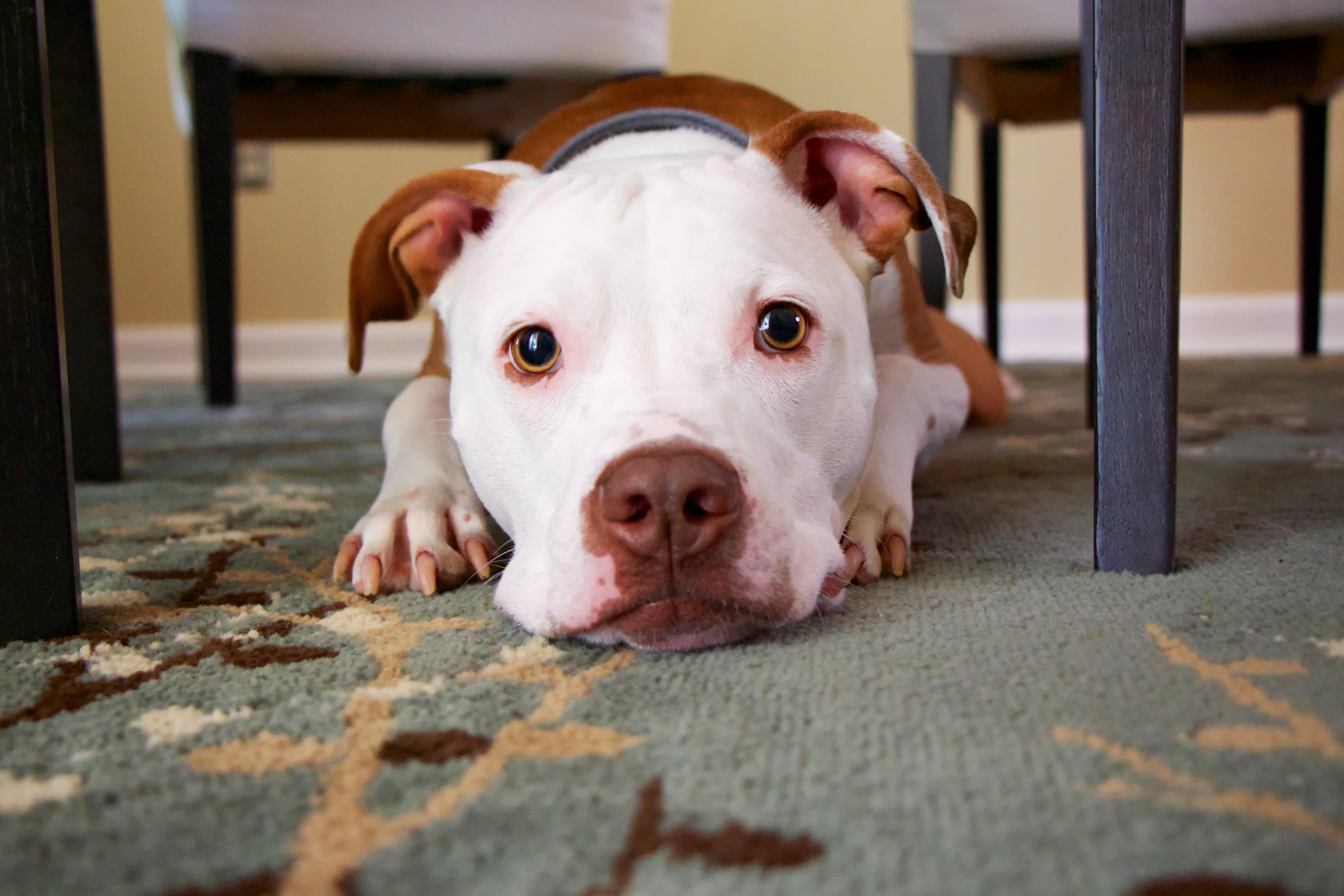 a pitbull laying on a green carpet under a table in bel air maryland united states, bel air maryland dog 4k, HD Wallpaper