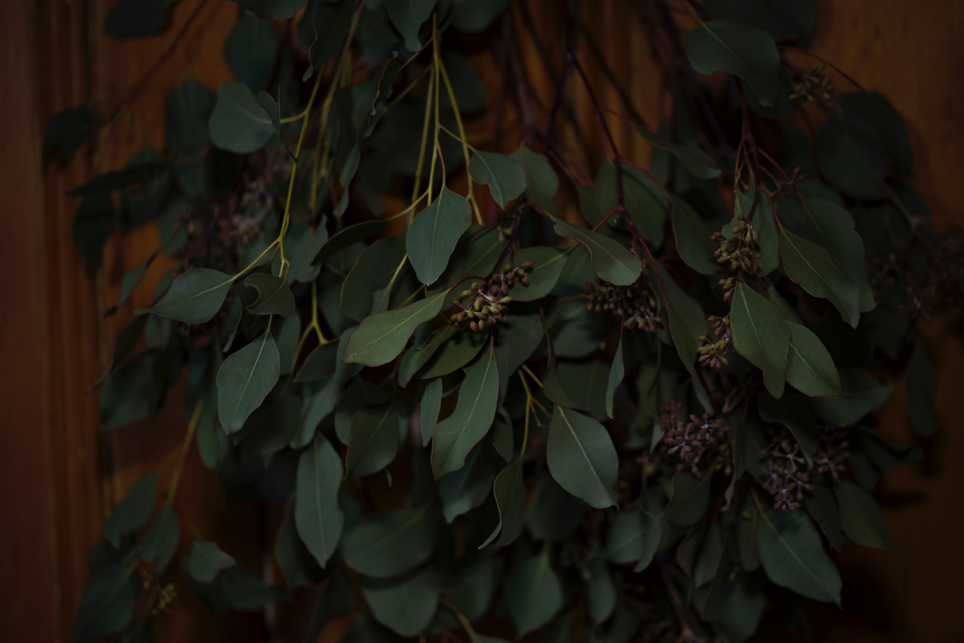 flower berry branch and foliage 4k, HD Wallpaper