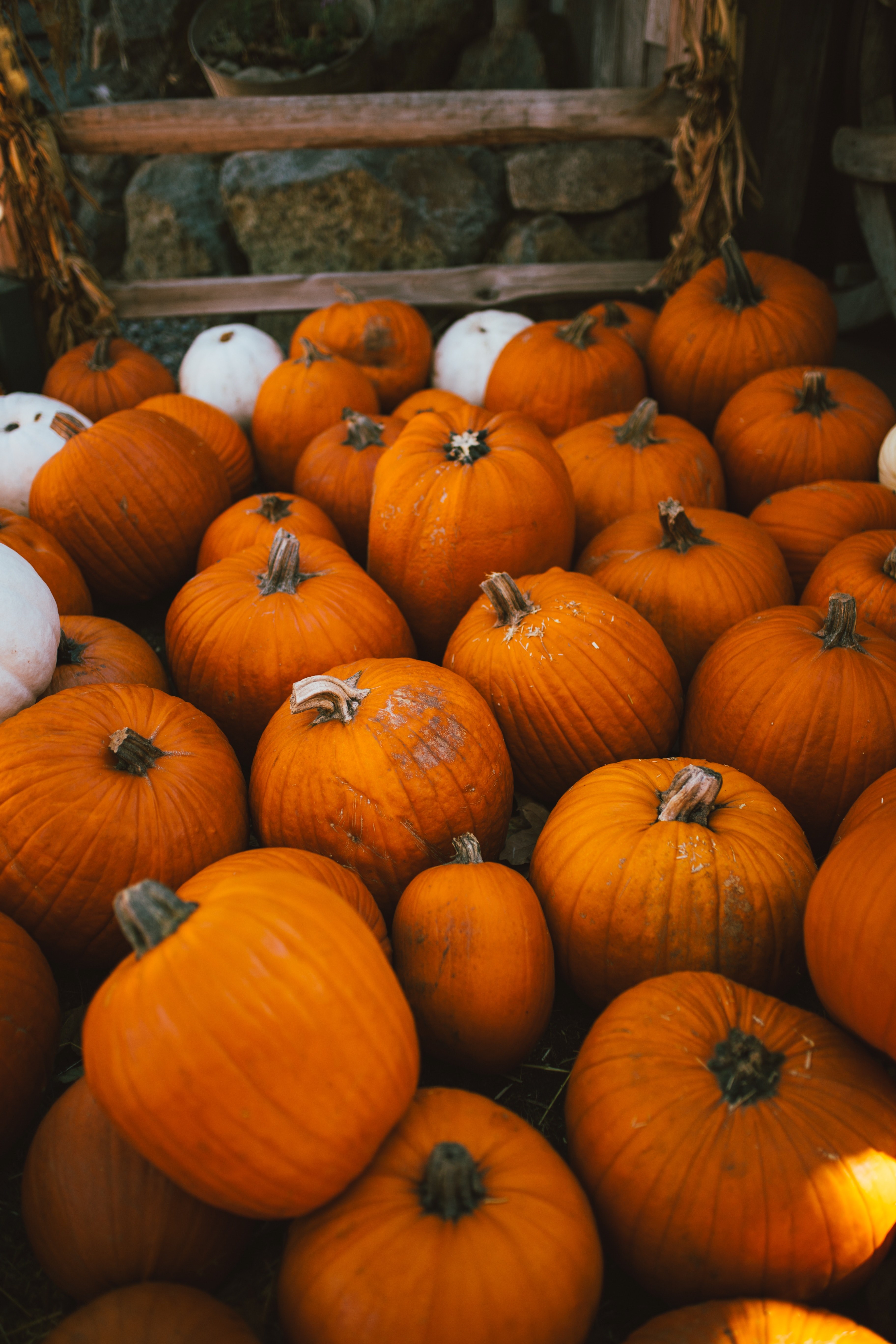 pile of orange and white pumpkin at an autumnal farm, pumpkins irvine regional park 4k, Phone HD Wallpaper