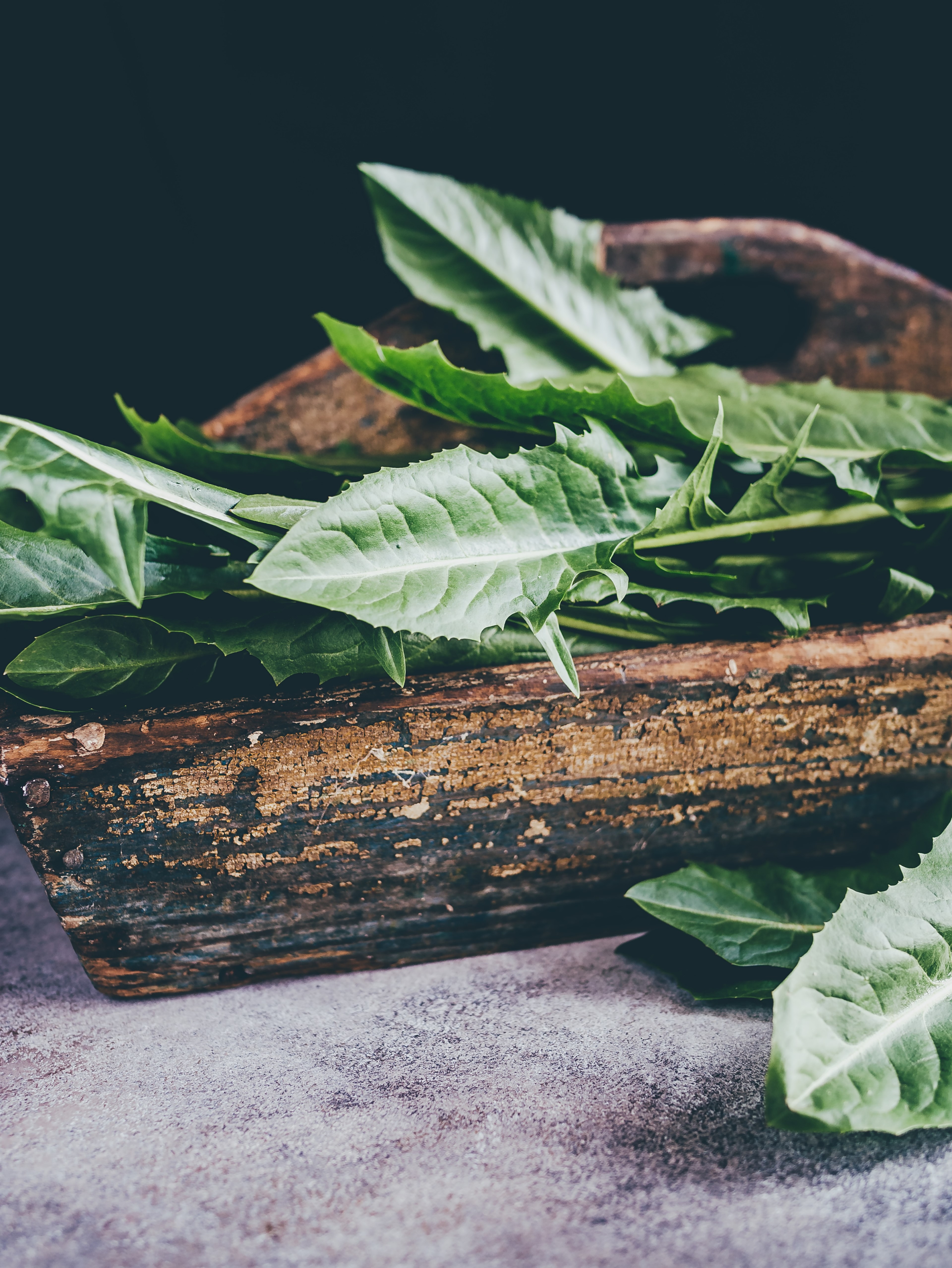 leaves on a wooden log, _fresh out of the ground 4k, Phone HD Wallpaper
