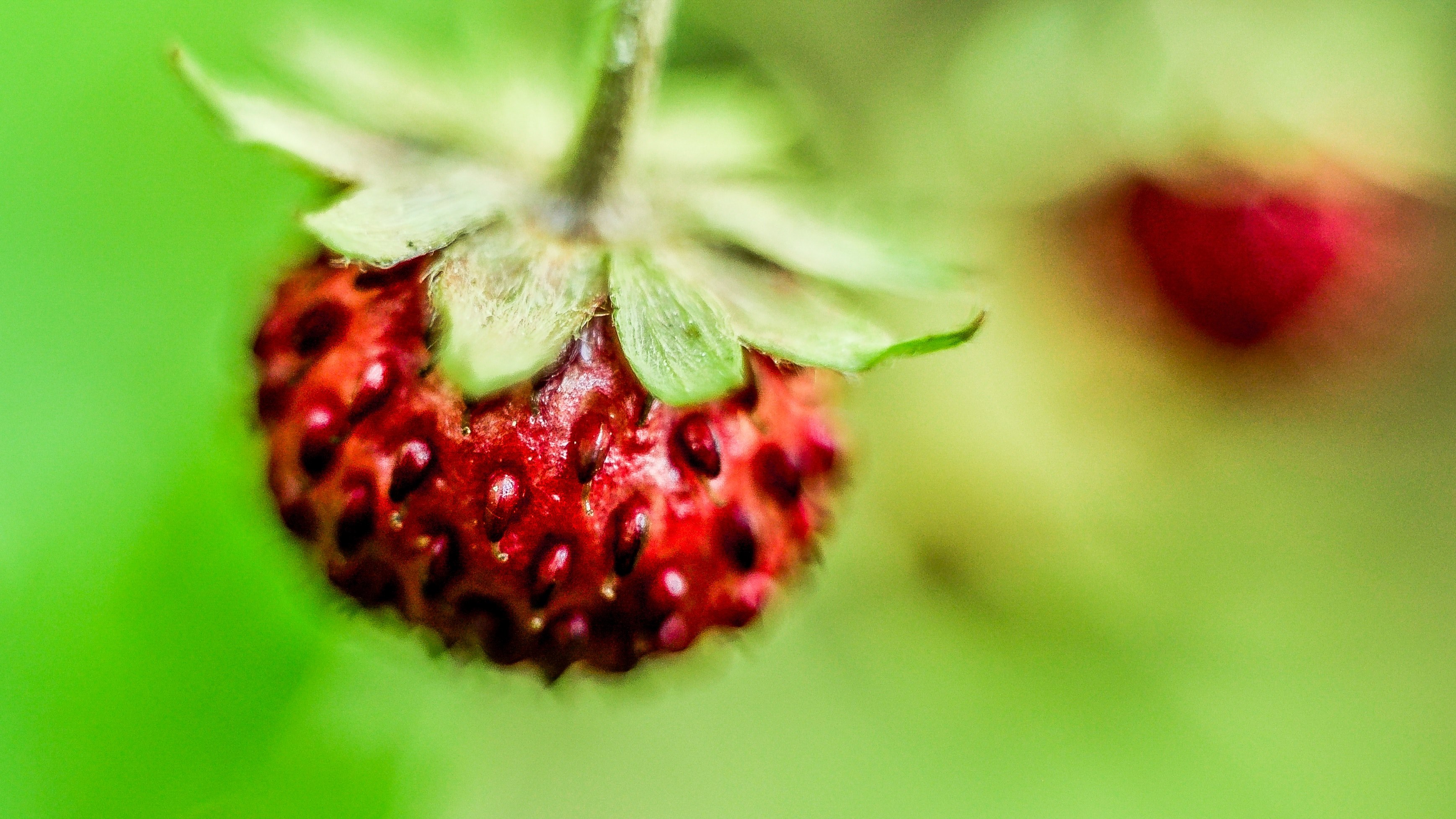 macro of seeds on a red strawberry, wild strawberry 4k, HD Wallpaper