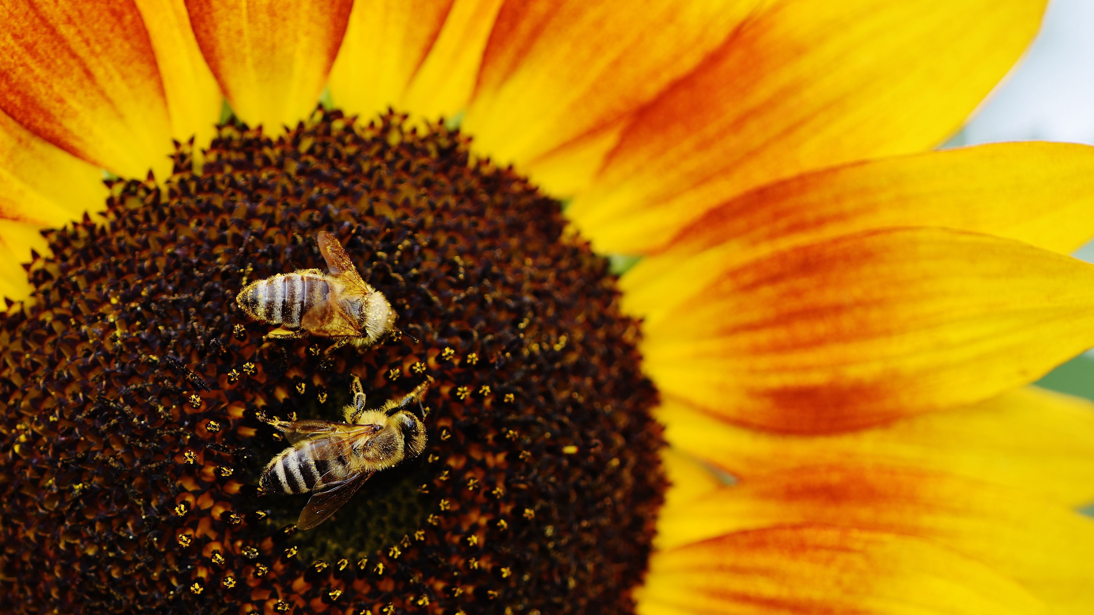 sunflowers, bees, pollination, 4k, HD Wallpaper