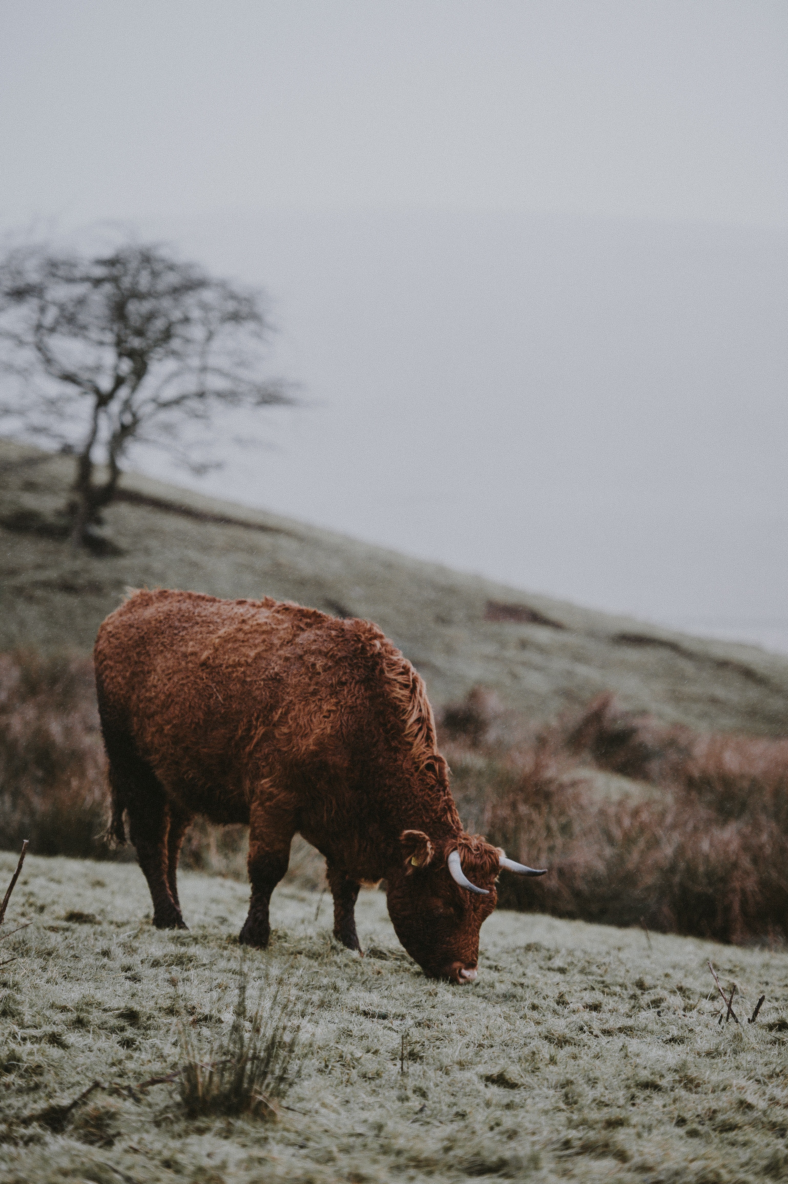 cow in the rain 4k, Phone HD Wallpaper