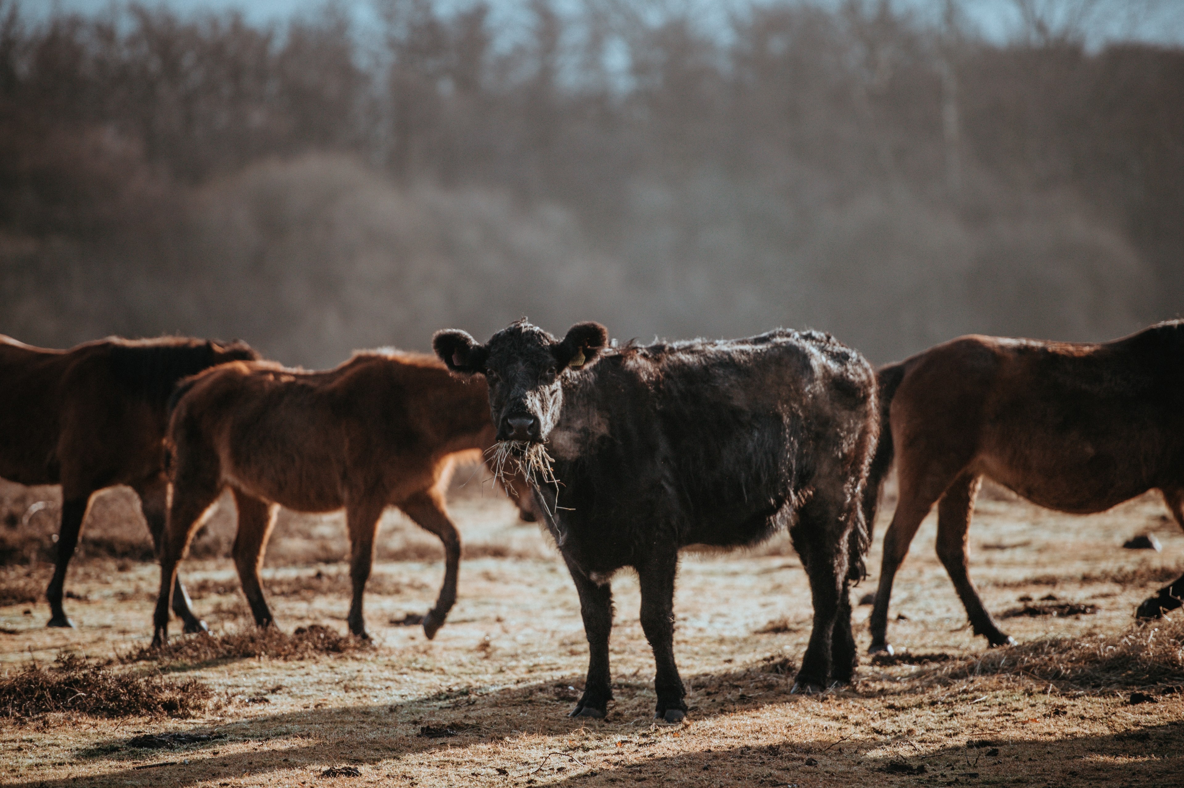 cows grazing on a winters morning 4k, HD Wallpaper