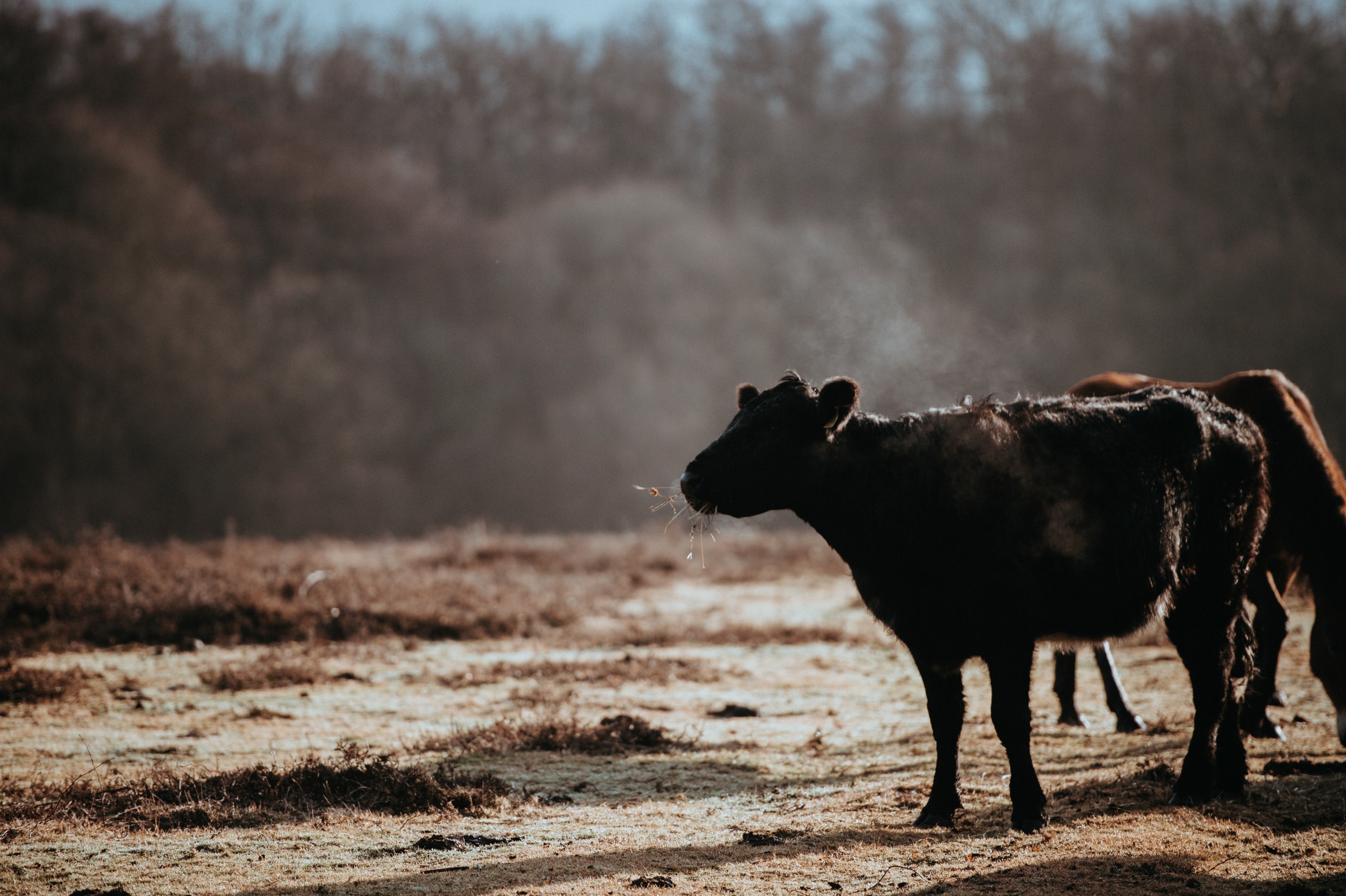 cows grazing on a winters morning 4k, HD Wallpaper
