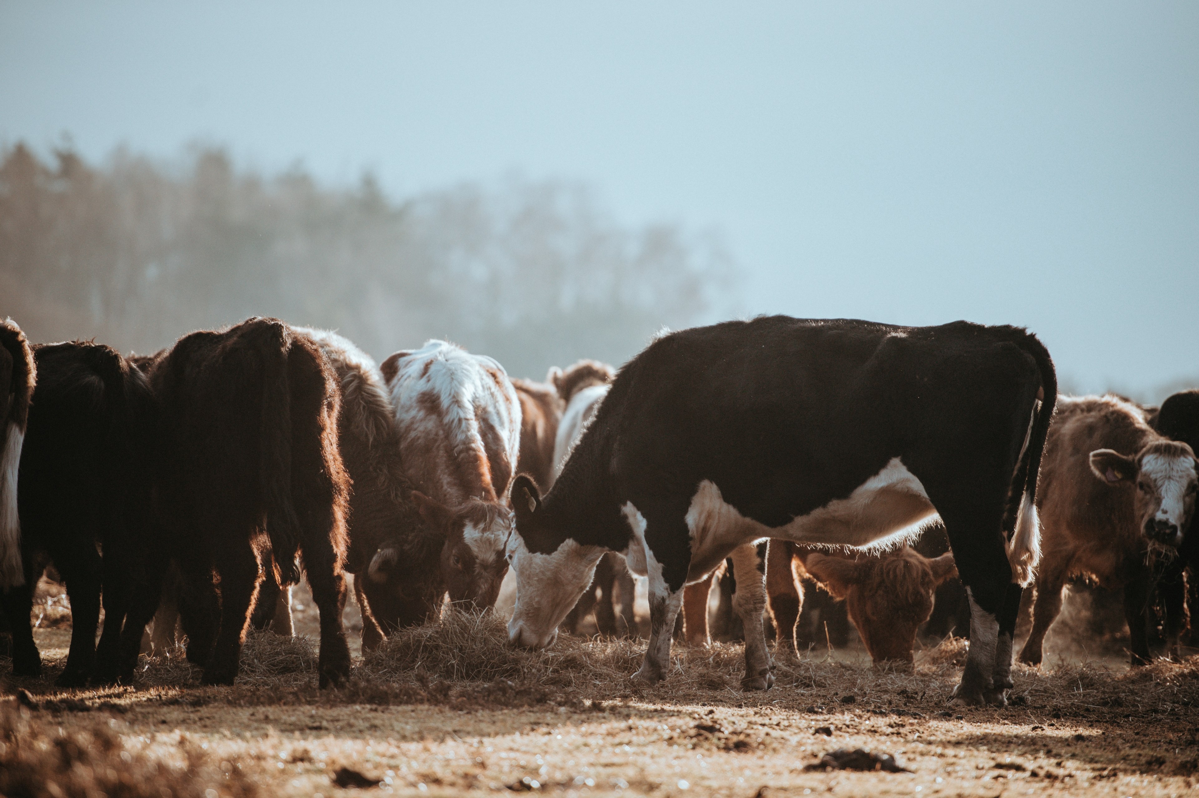 cows grazing on a winters morning 4k, HD Wallpaper