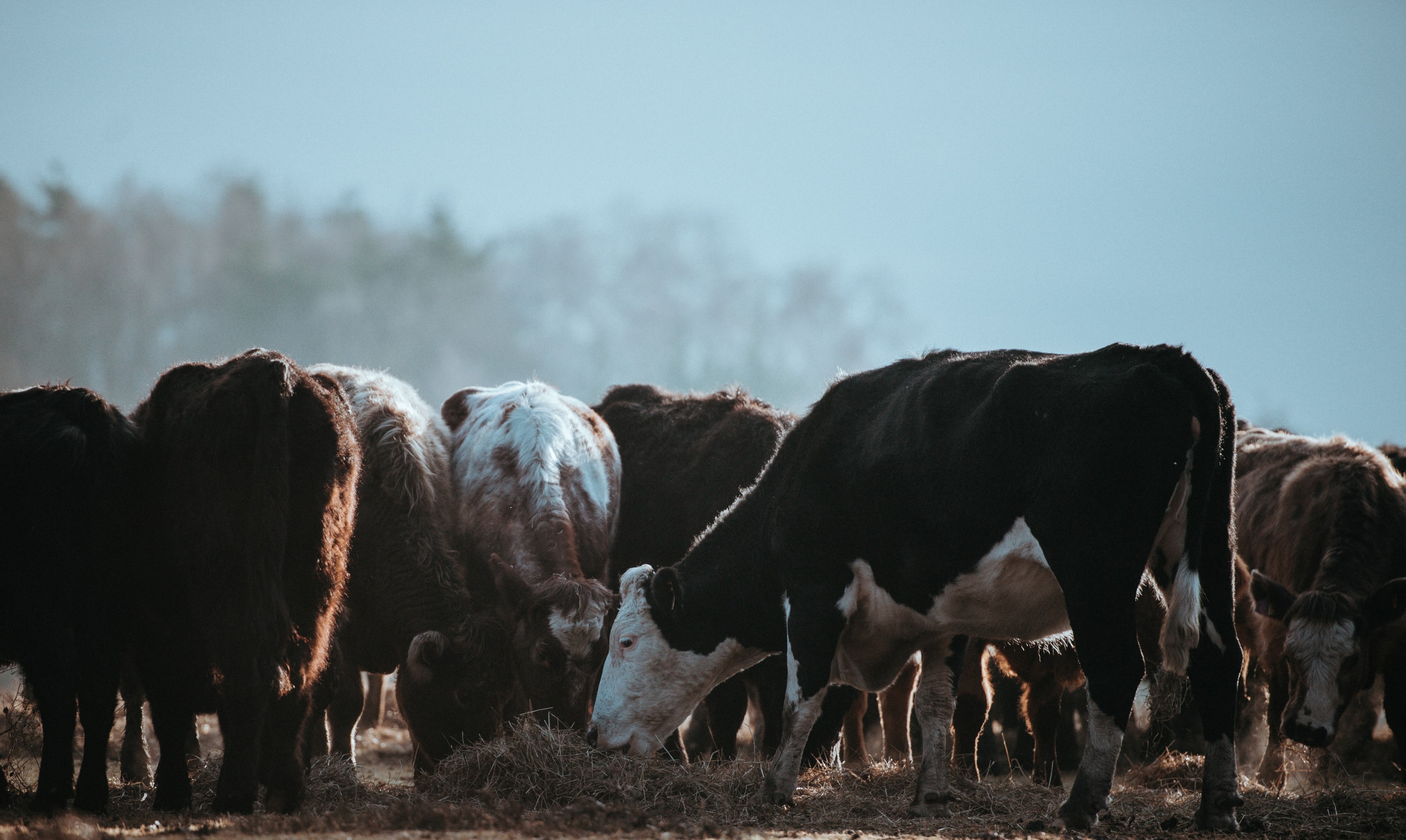 cows grazing on a winters morning 4k, HD Wallpaper