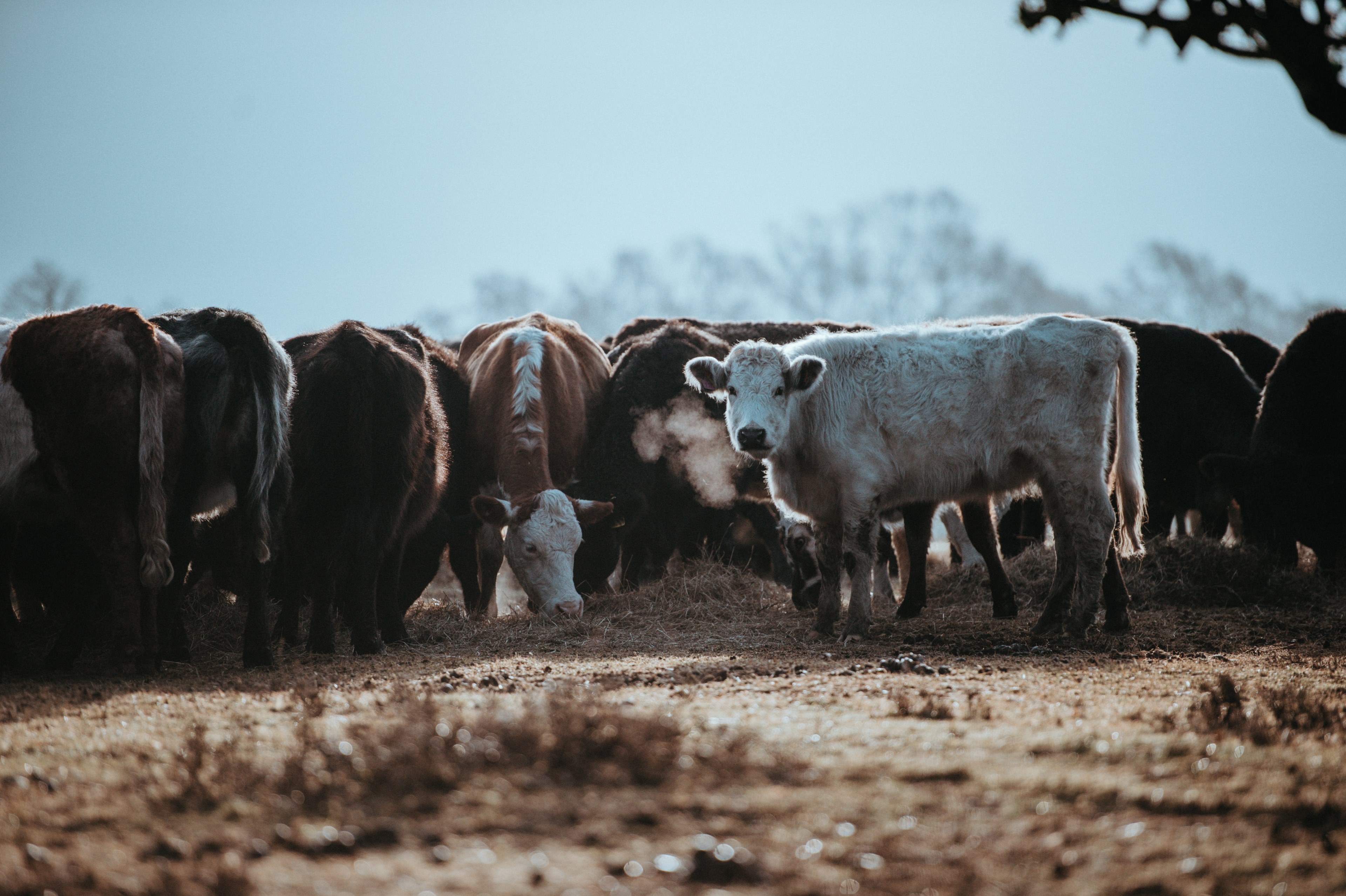 cows grazing on a winters morning 4k, HD Wallpaper