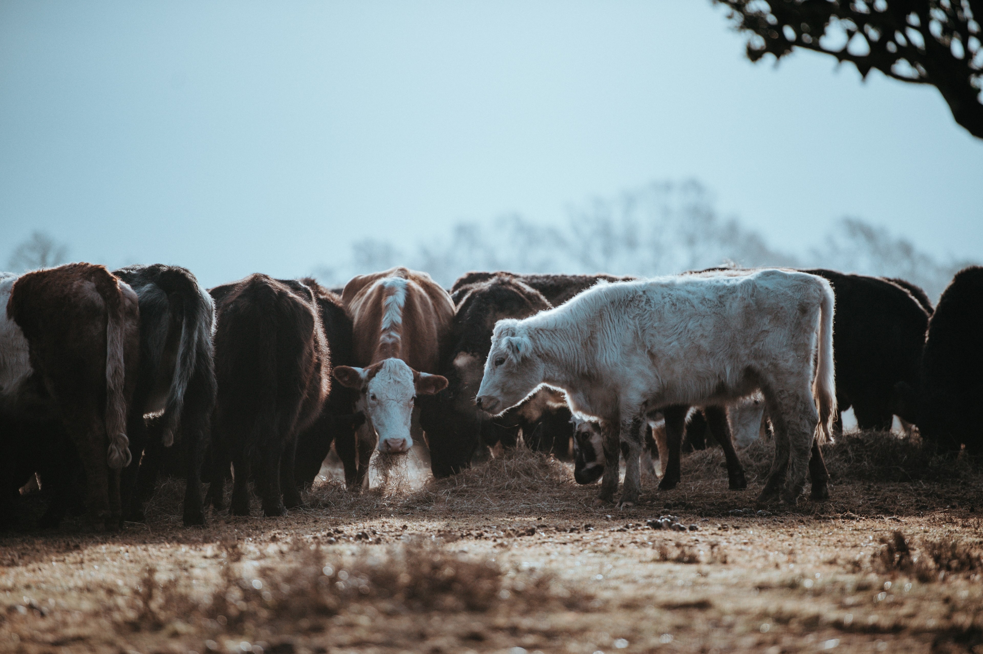 cows grazing on a winters morning 4k, HD Wallpaper