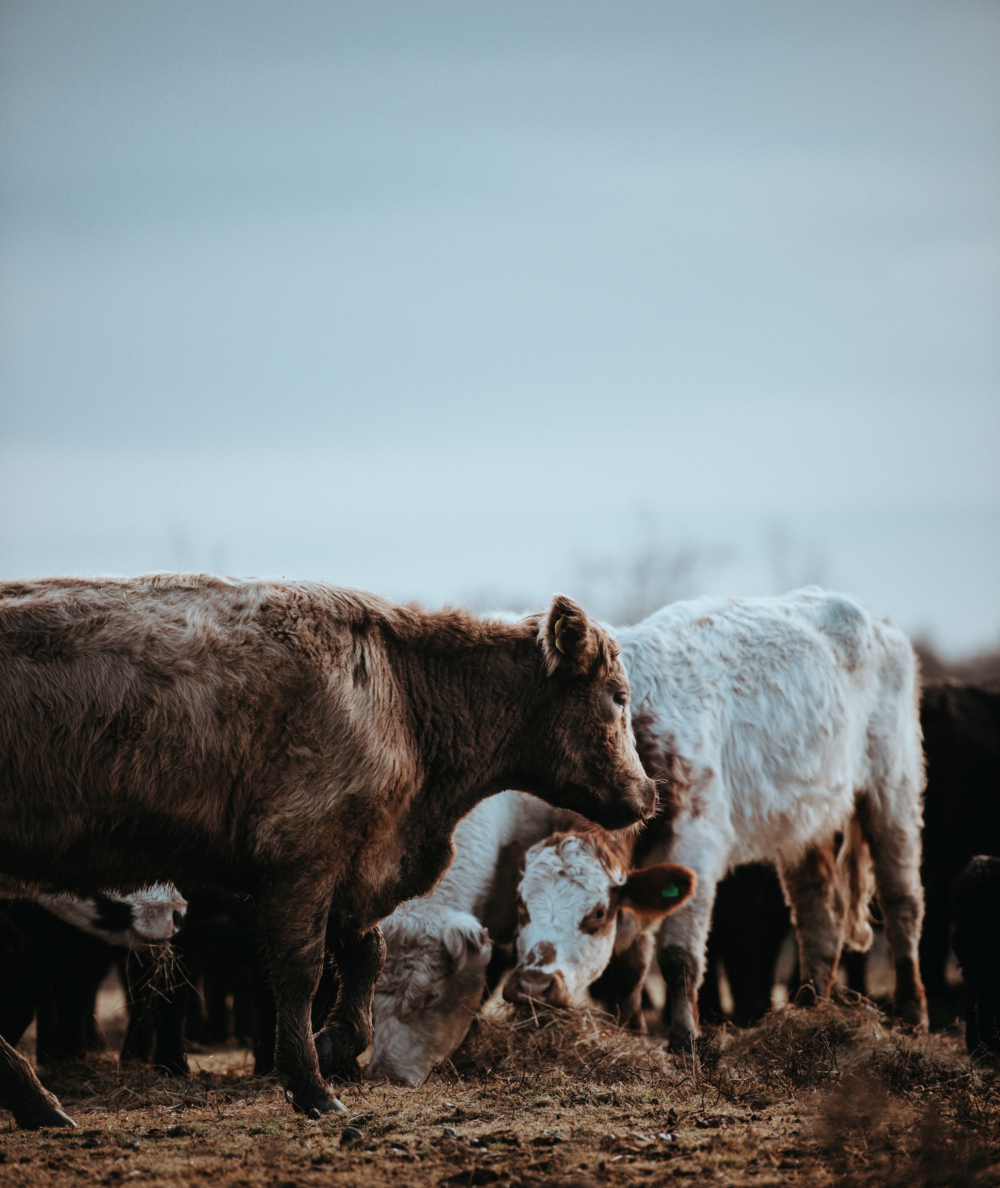 cows grazing on a winters morning 4k, Phone HD Wallpaper