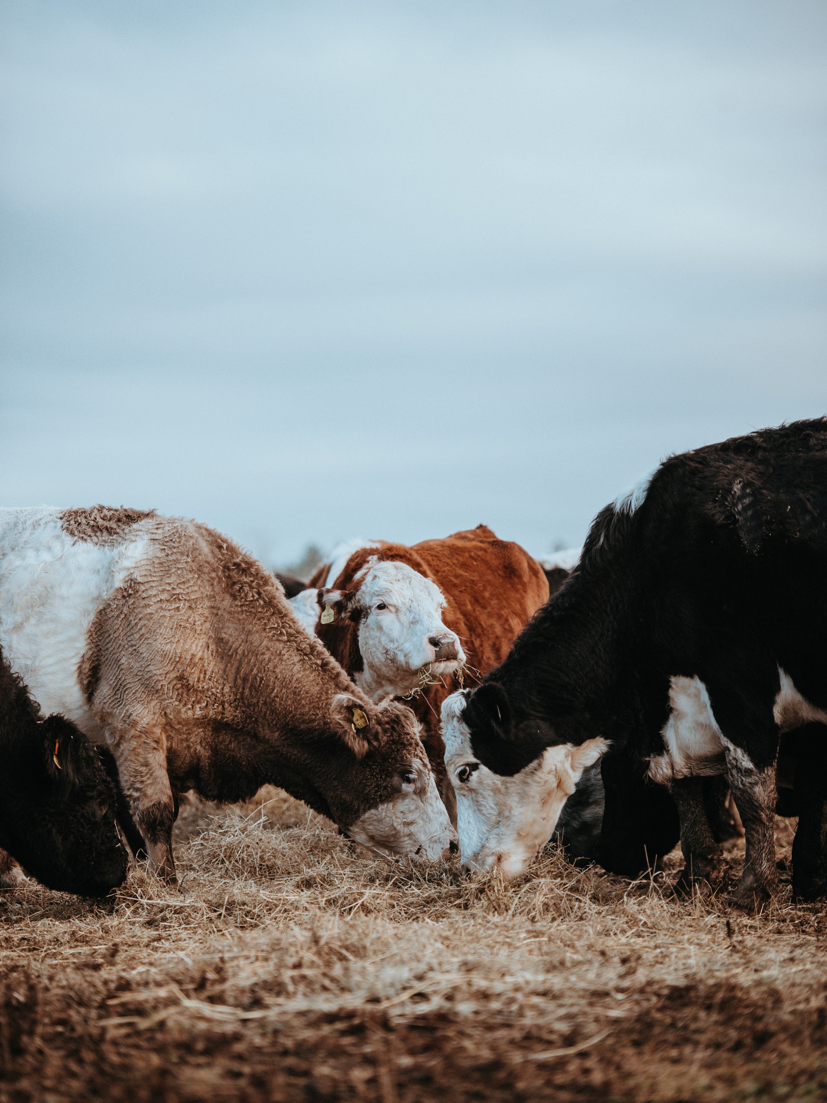 cows grazing on a winters morning 4k, Phone HD Wallpaper