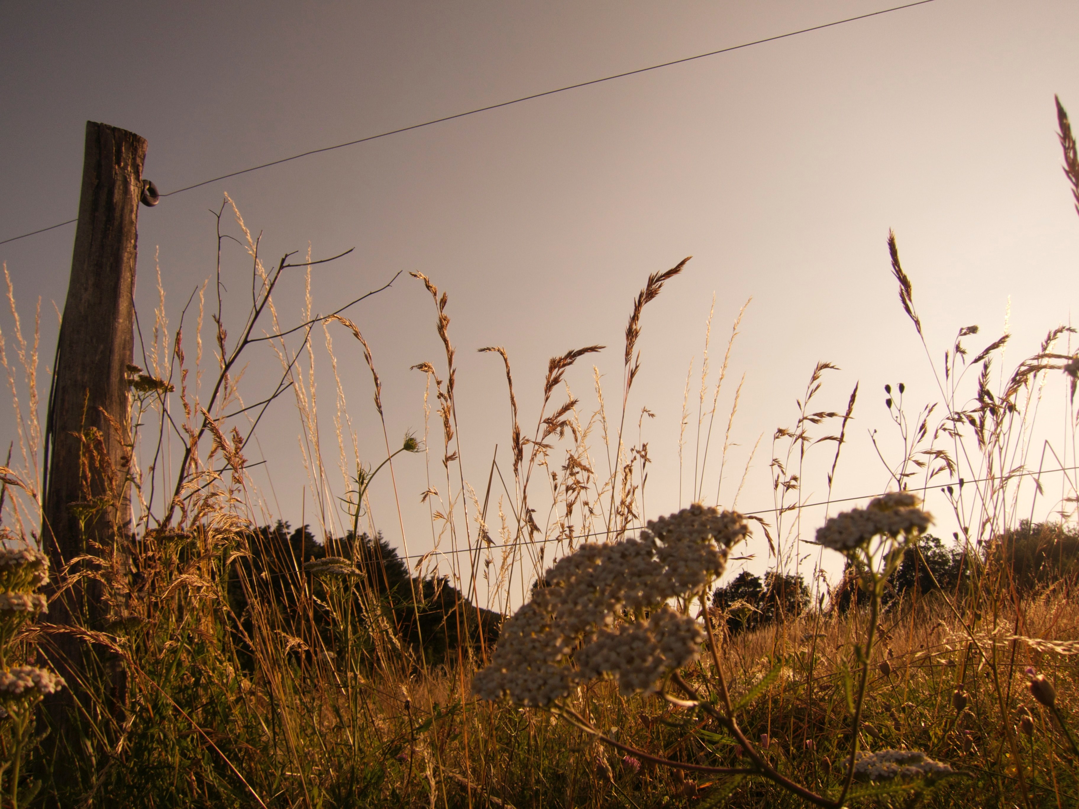 wire fence surrounds a grassy landscape in a rural field, country fields and fences 4k, HD Wallpaper