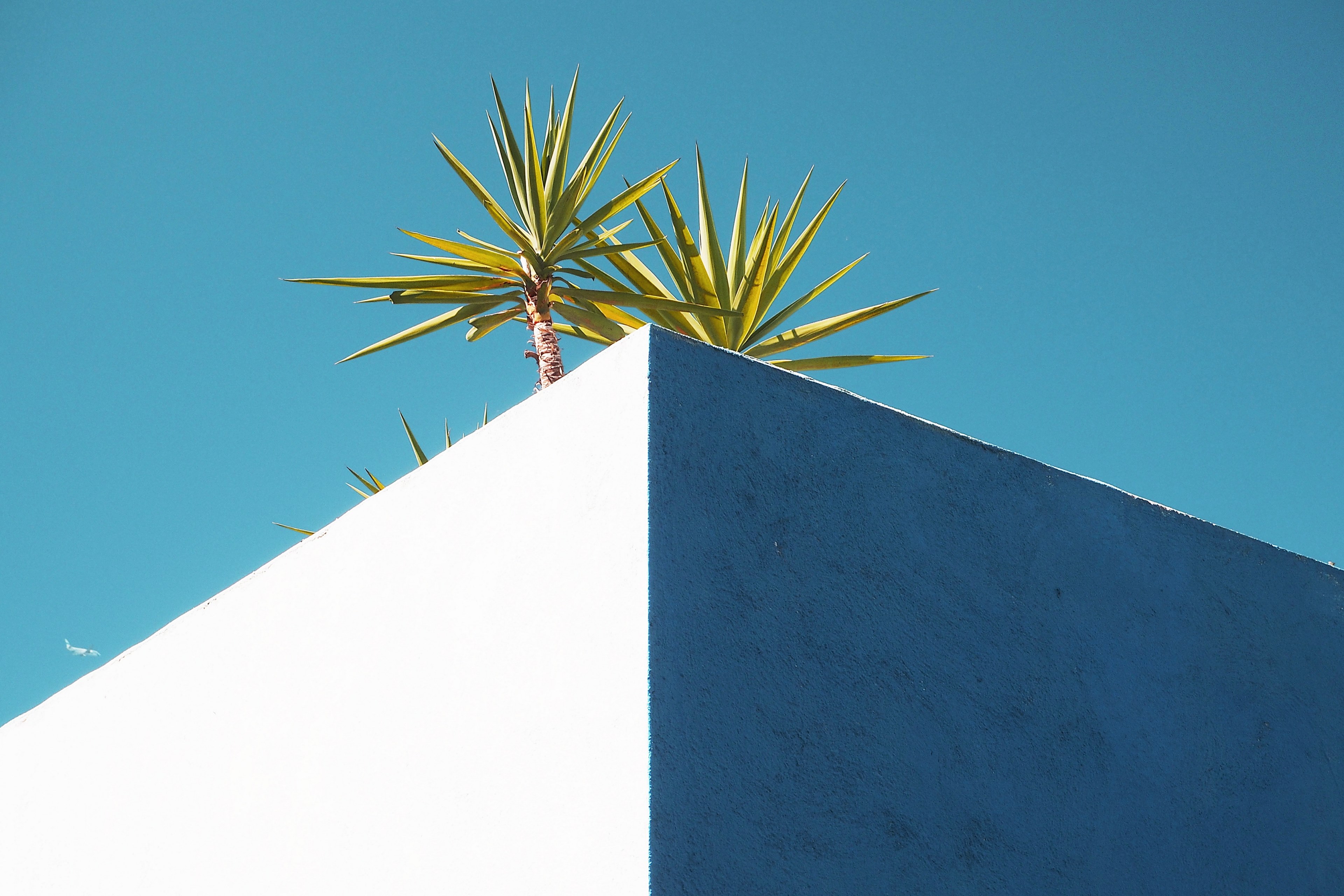 small palm trees on the edge of a white building roof, palm trees on a white roof 4k, HD Wallpaper