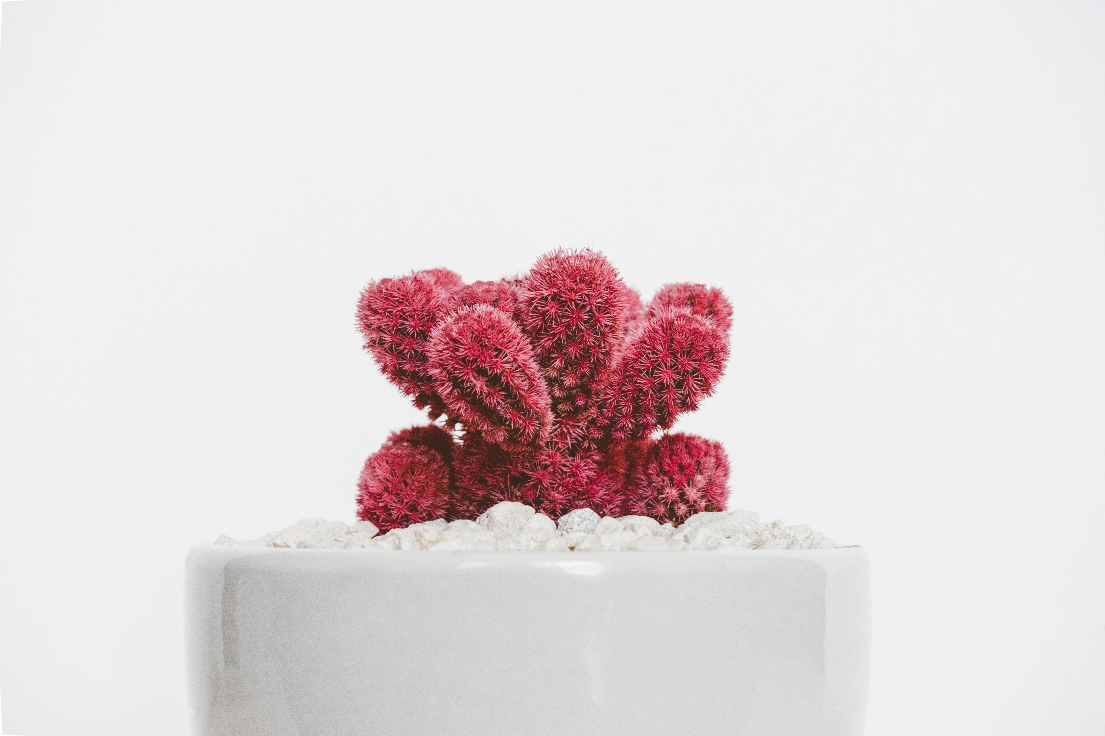 cactus cacti minimal and white 4k, HD Wallpaper