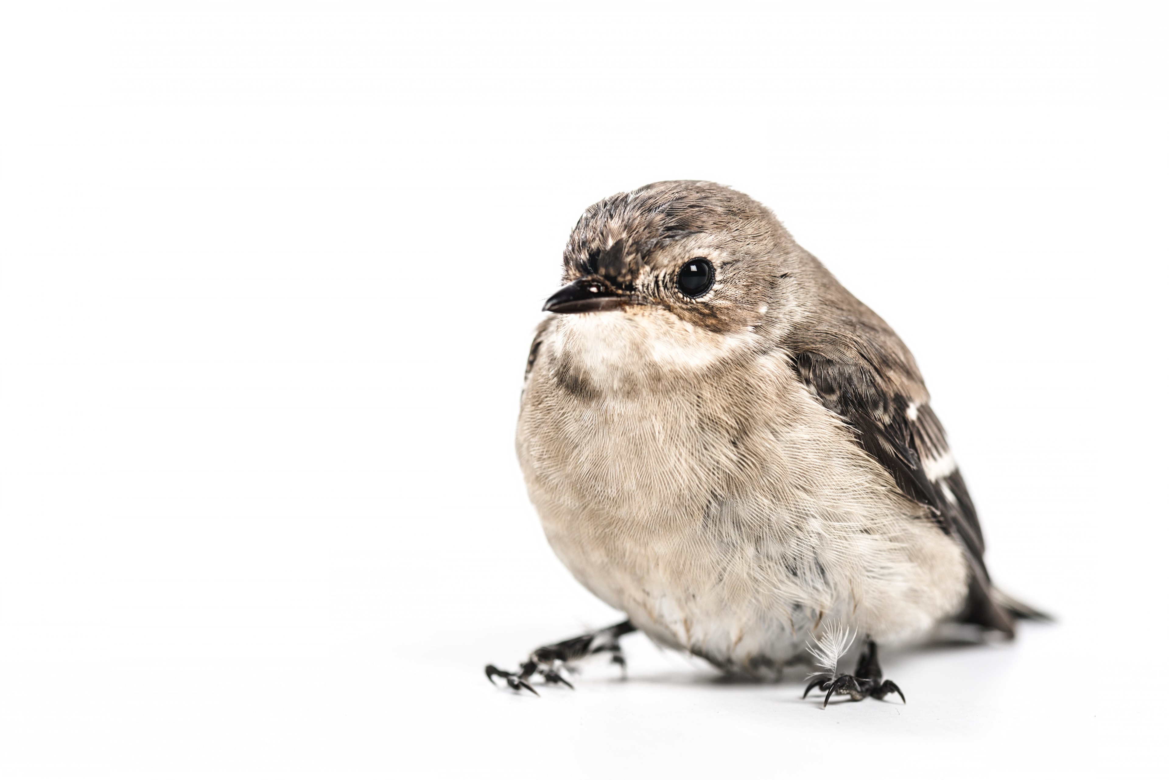 a close up of a brown chickadee bird against a clear white background, chickadee on white 4k, HD Wallpaper