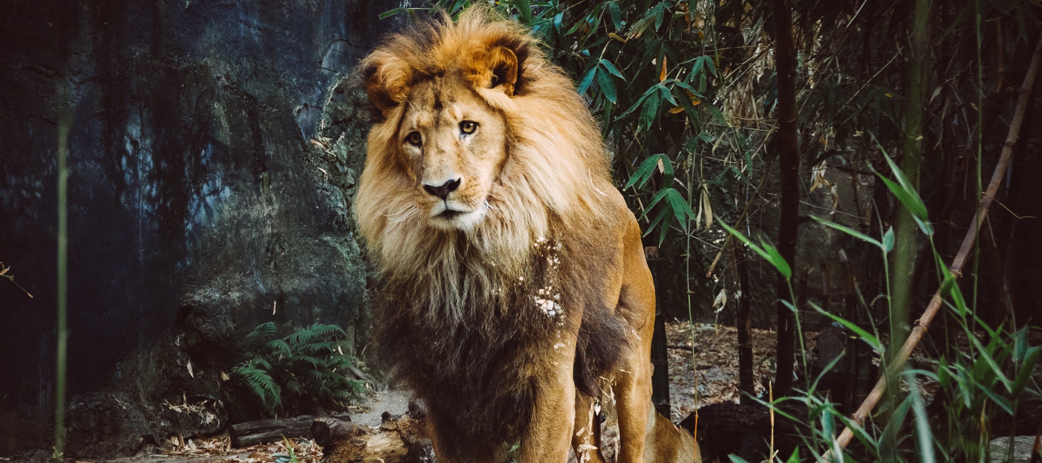 close up of a lion with a long mane sitting in the thicket near a rocky face, proud lion in close up 4k, HD Wallpaper