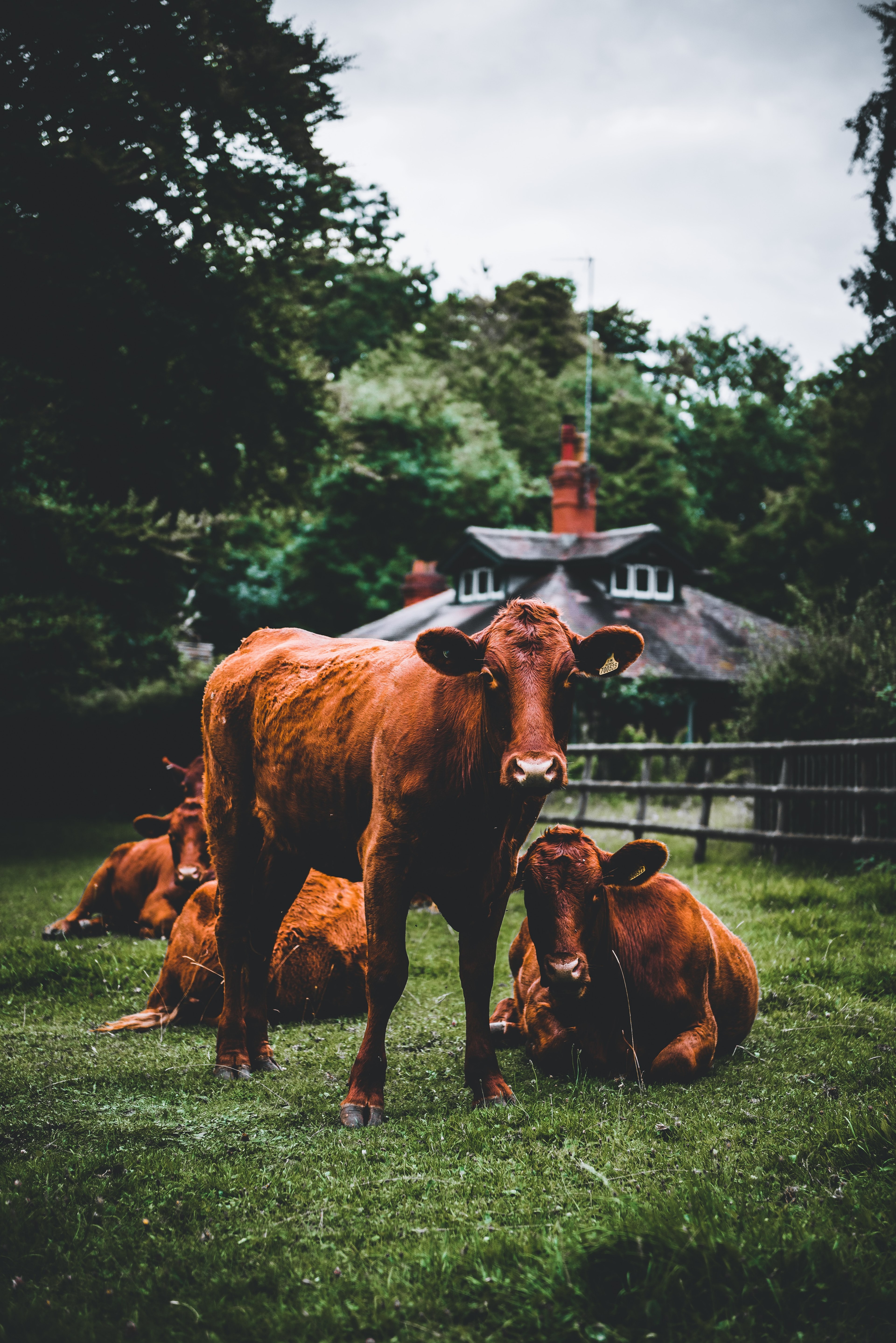 how now brown cow 4k, Phone HD Wallpaper