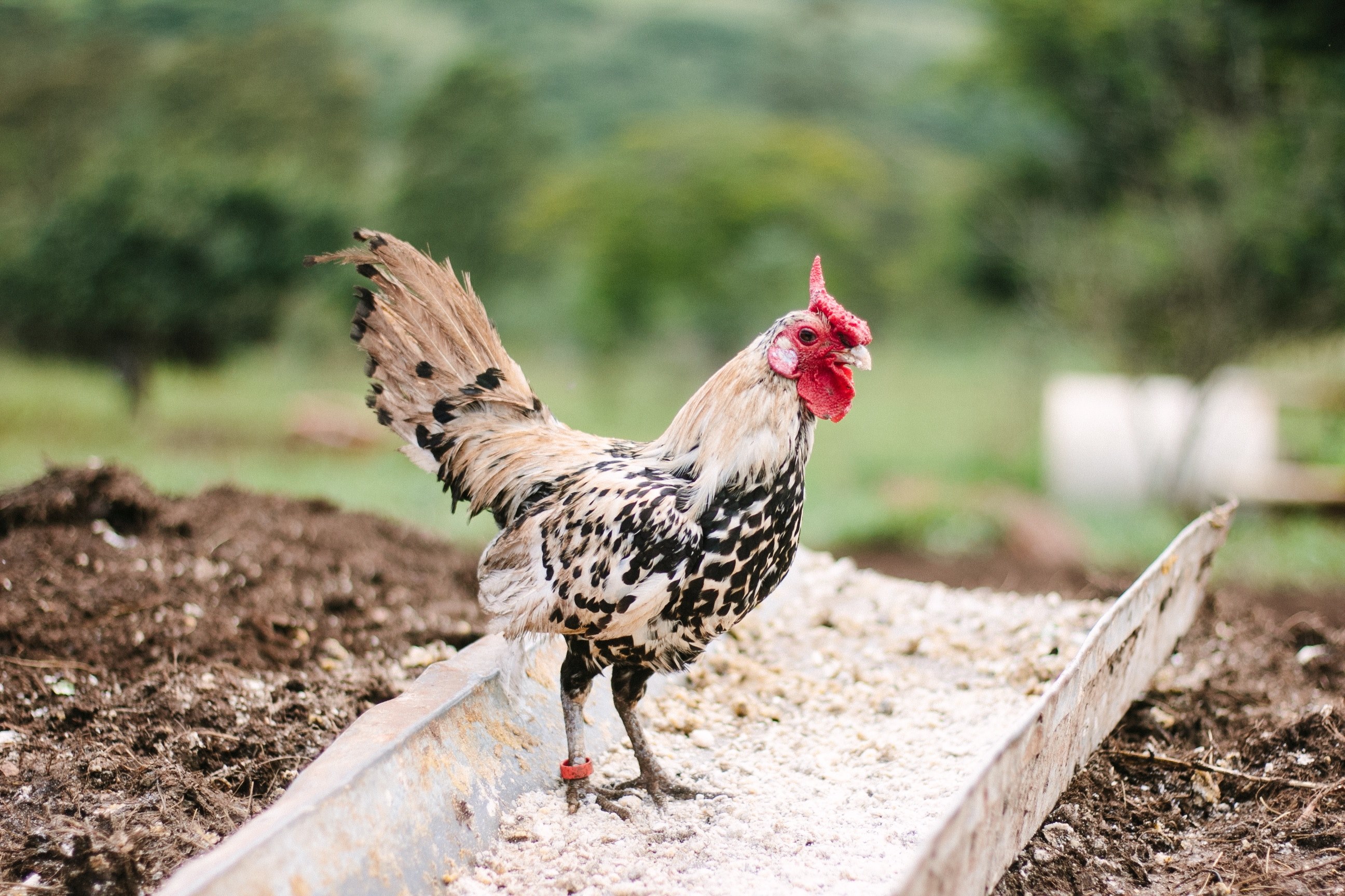 chicken struts through dirt and feed on the farm, chicken on the farm 4k, HD Wallpaper