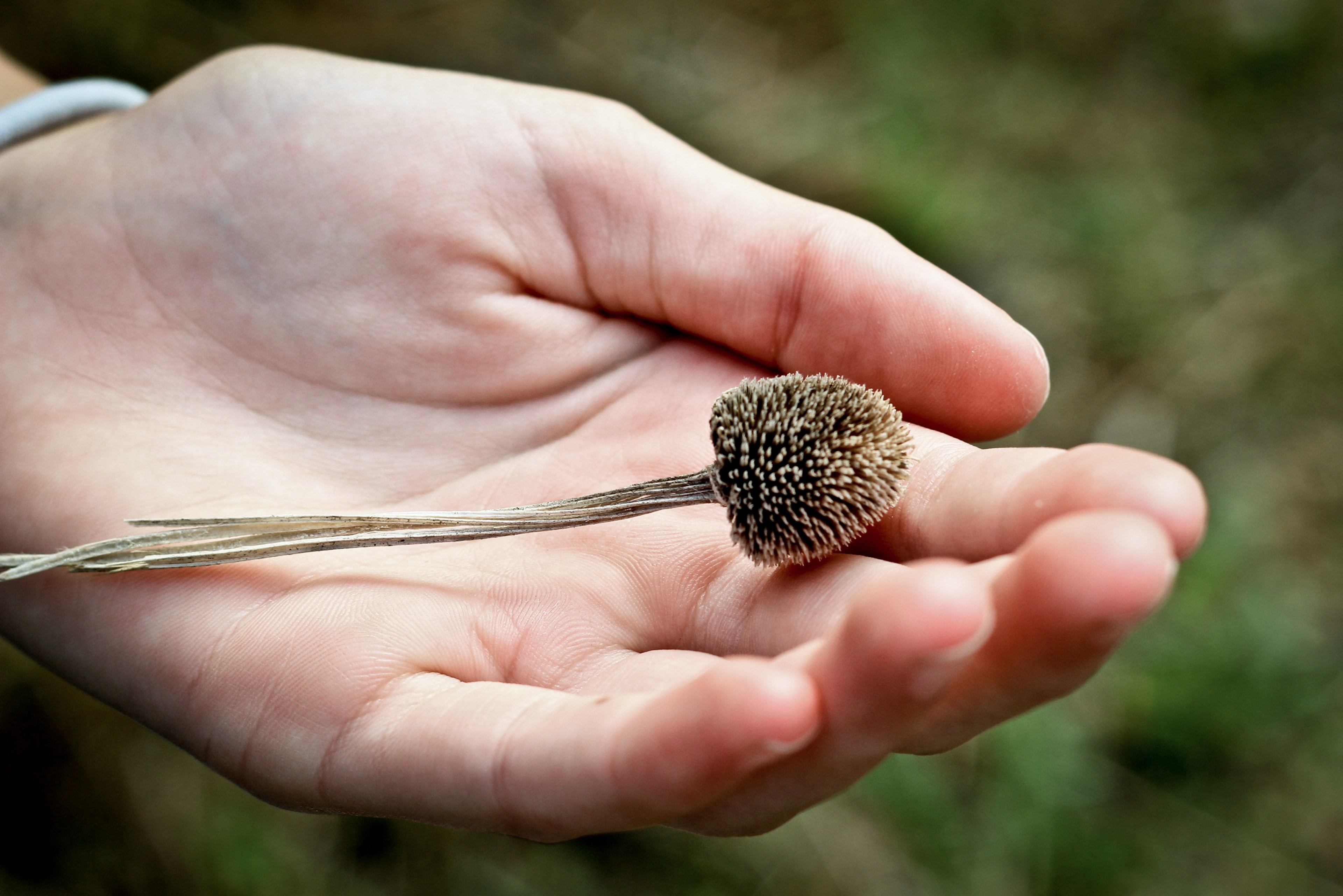 a dried flower seed head in a persons open hand, dry flower in hand 4k, HD Wallpaper