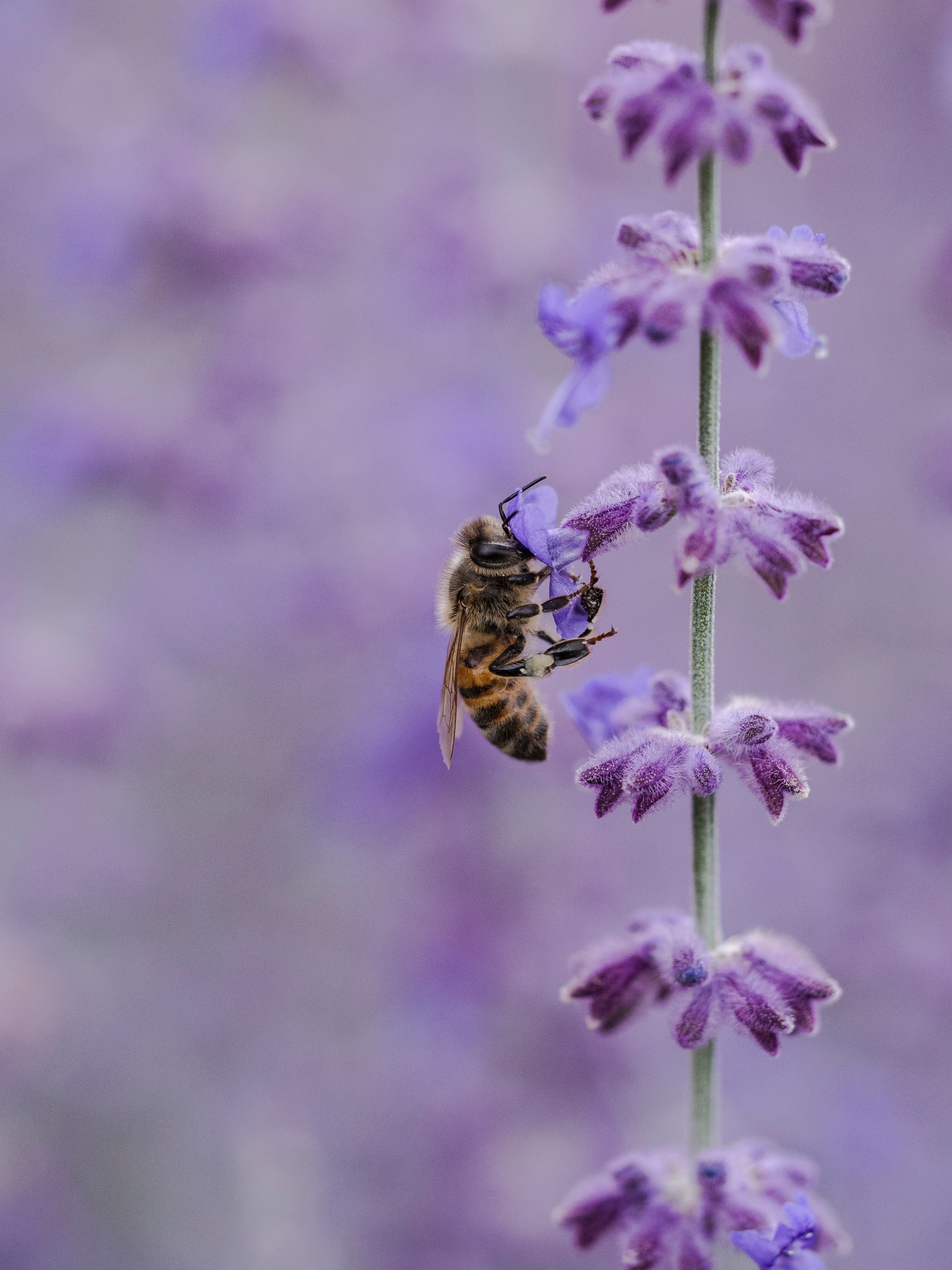 honeybee pollinates a fuzzy purple flower in a field, bee in a purple field 4k, Phone HD Wallpaper