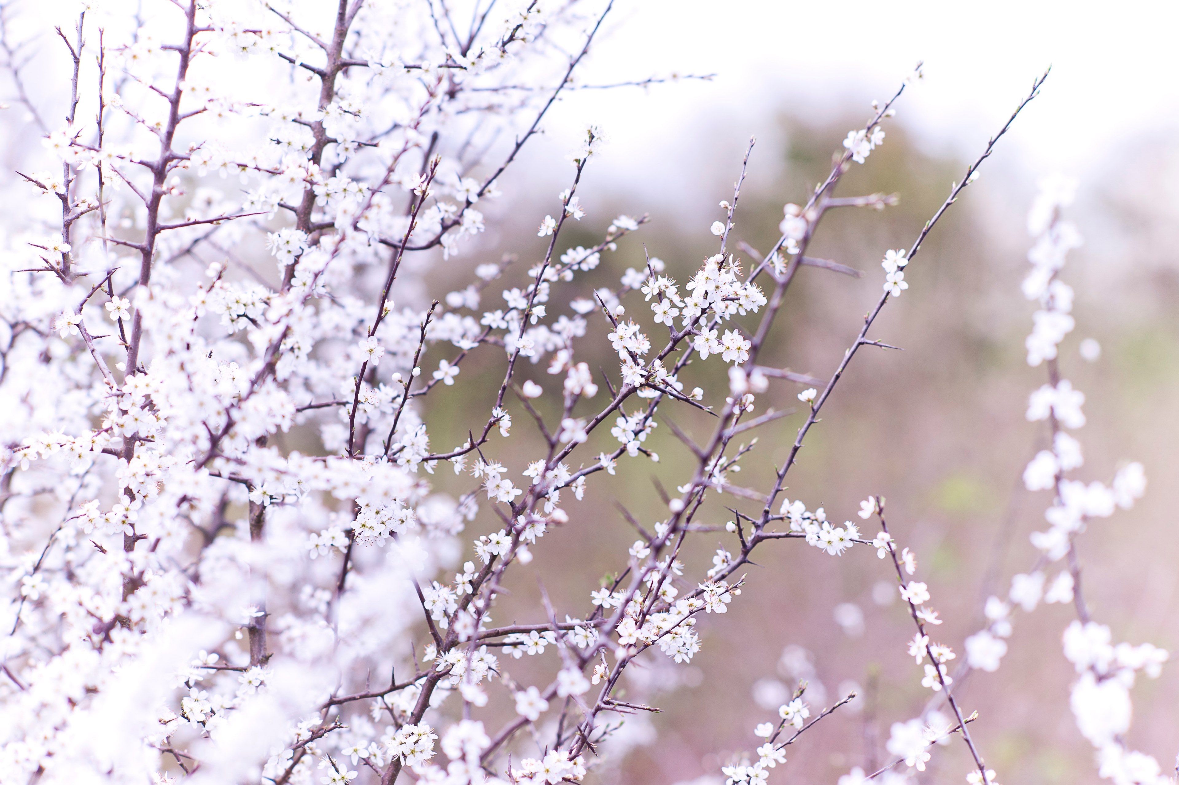 nature flower tree and white flower 4k, HD Wallpaper