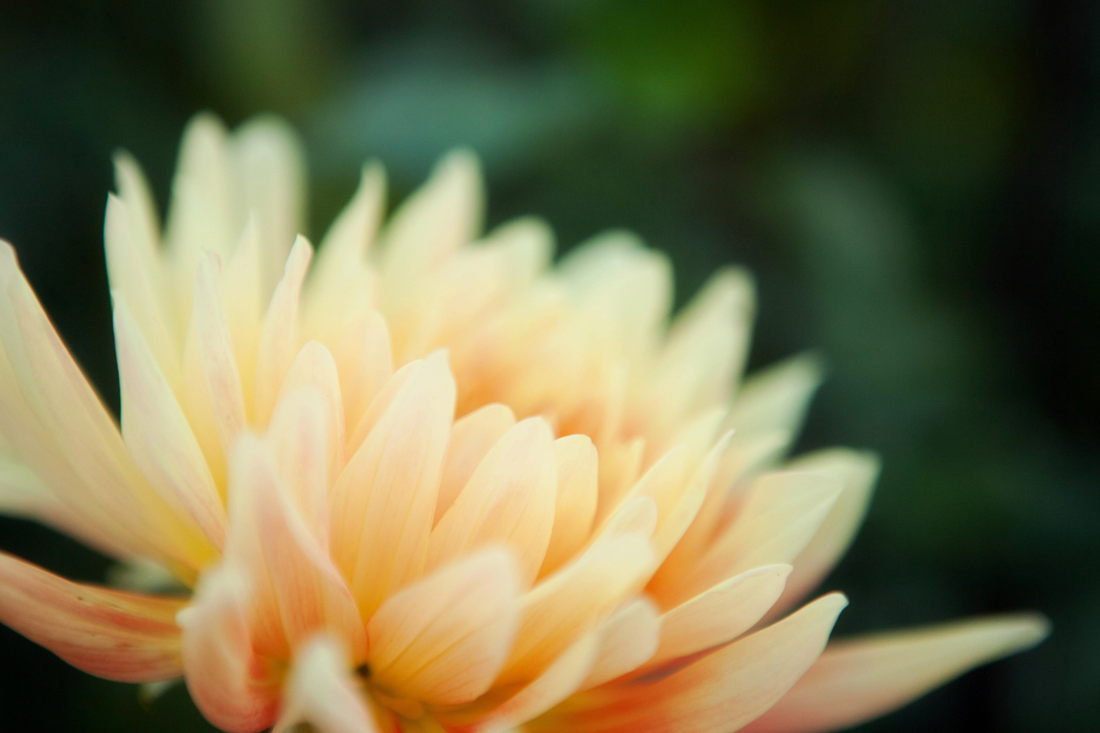 flower floral petal and bloom 4k, HD Wallpaper