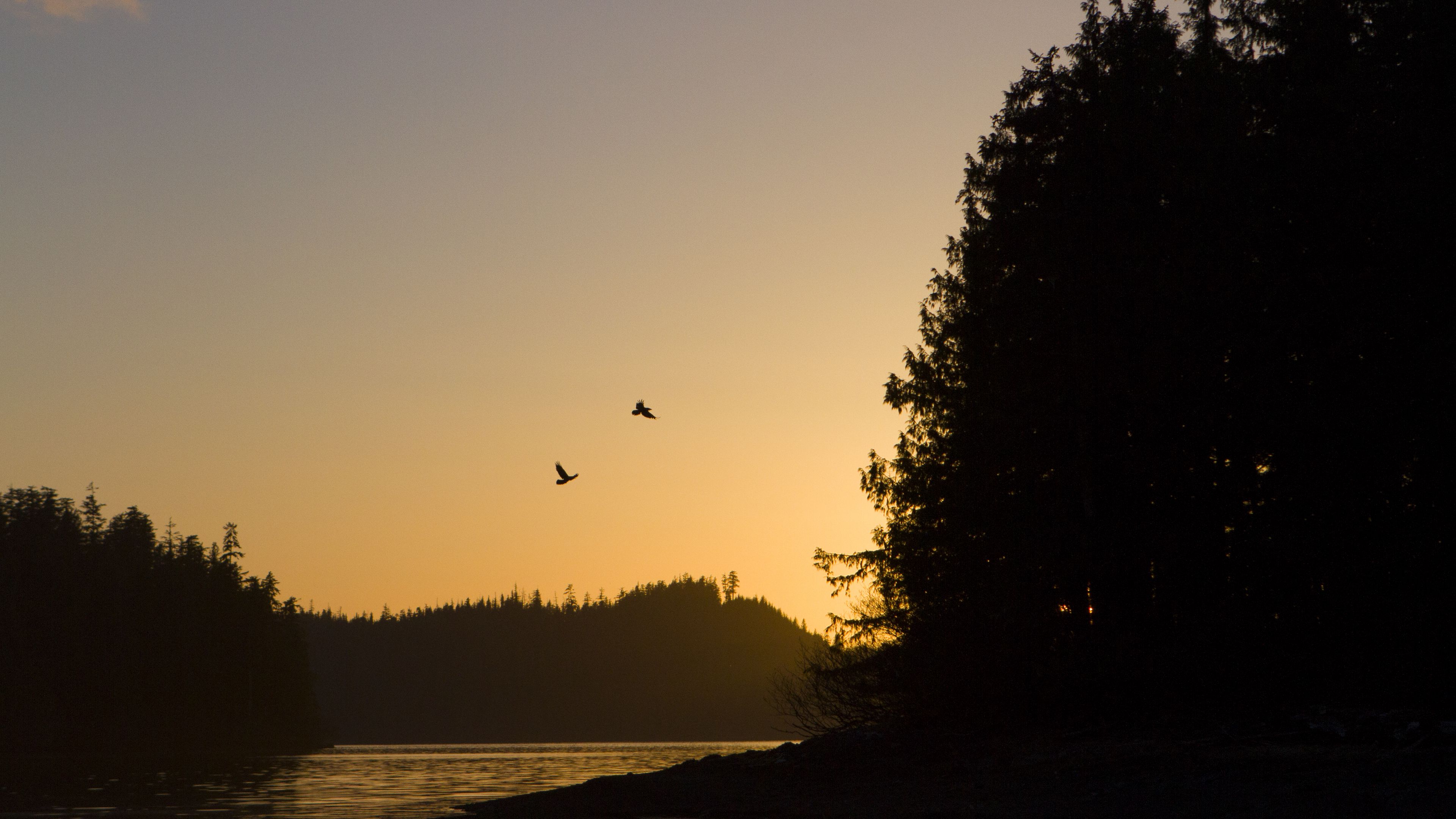 bird, river, forest, sunset, 4k, HD Wallpaper