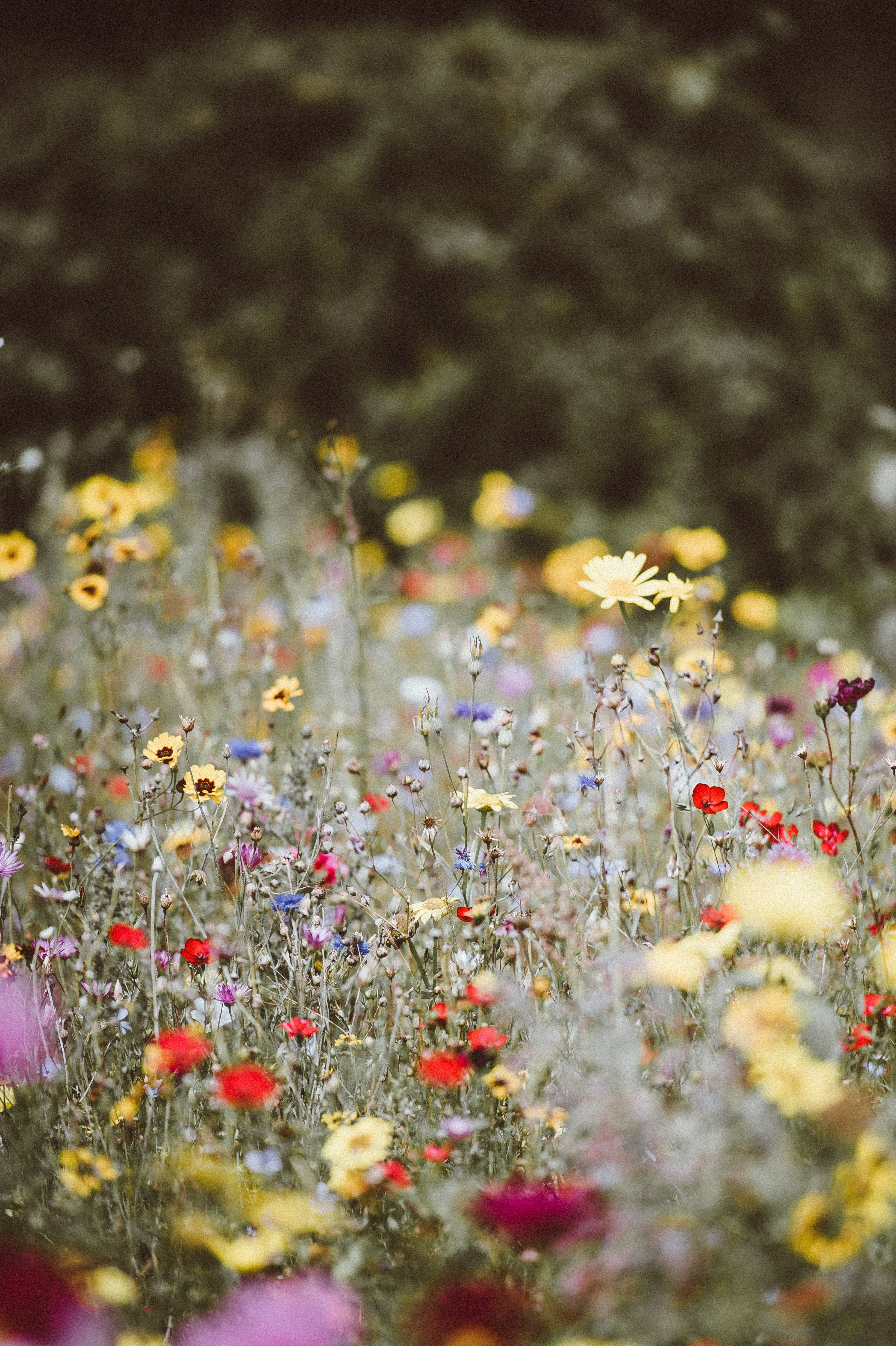 wildflowers at uppark house garden petersfield 4k, Phone HD Wallpaper