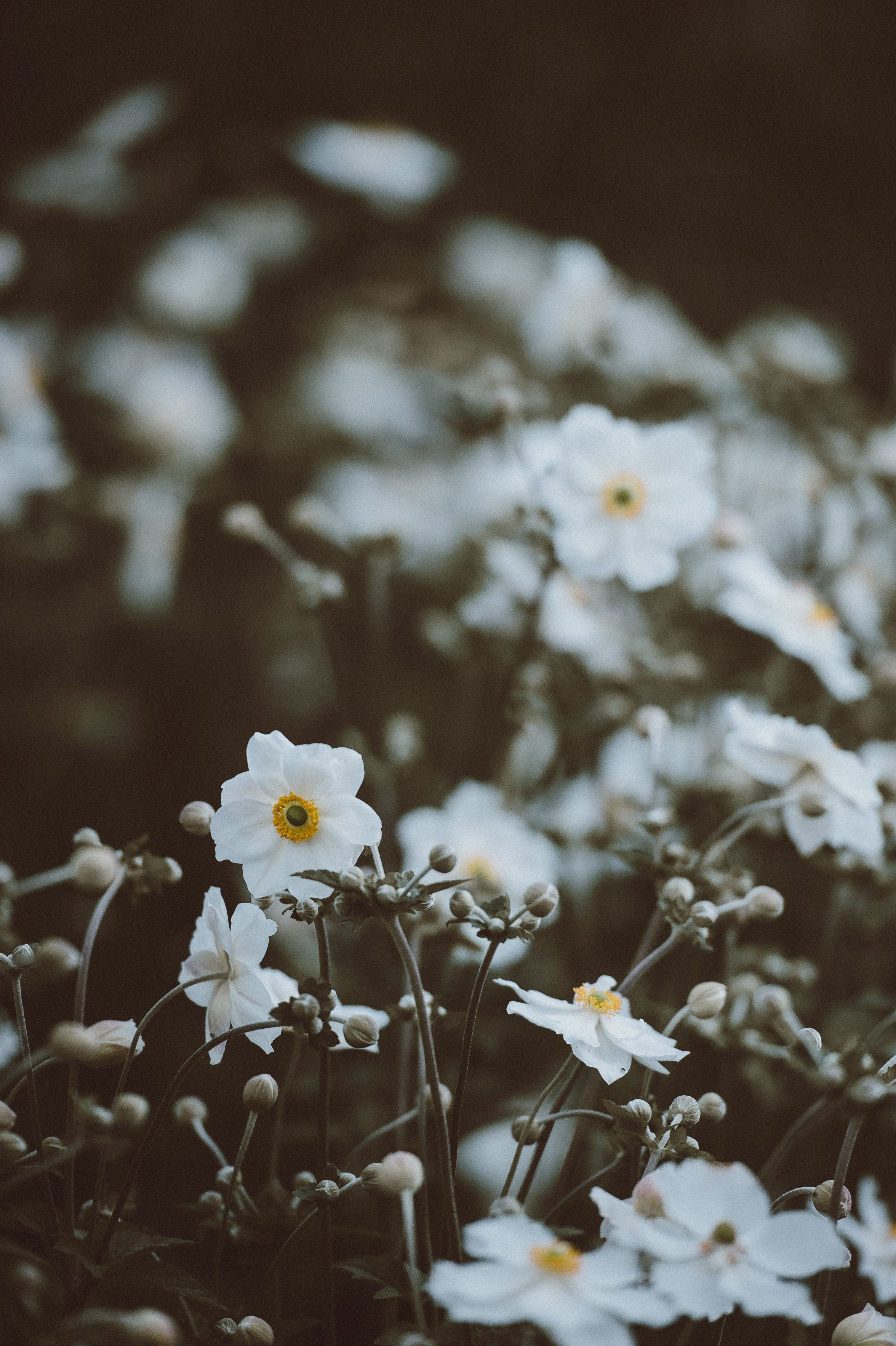 japanese anemones 4k, Phone HD Wallpaper