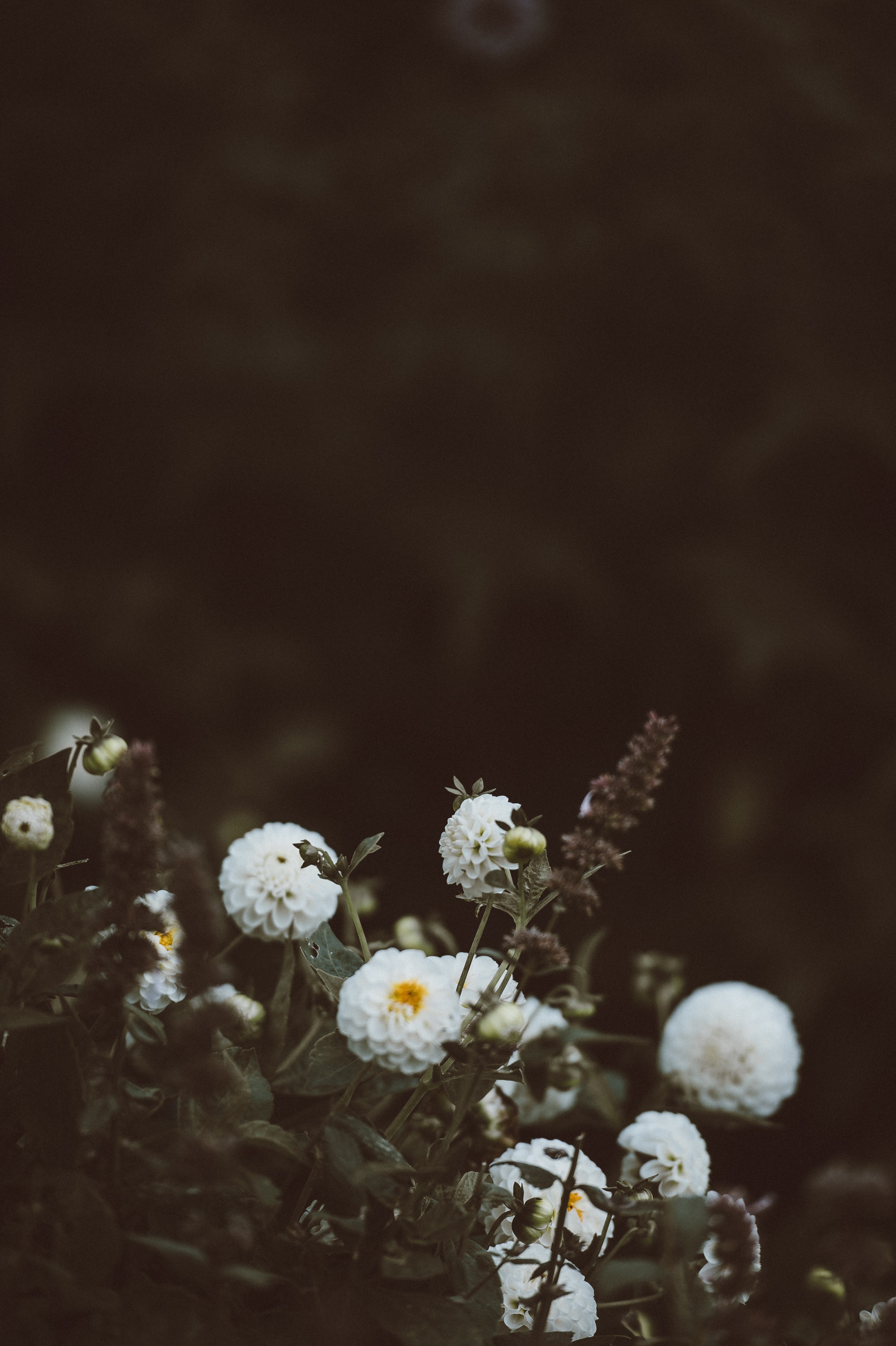 dark florals 4k, Phone HD Wallpaper