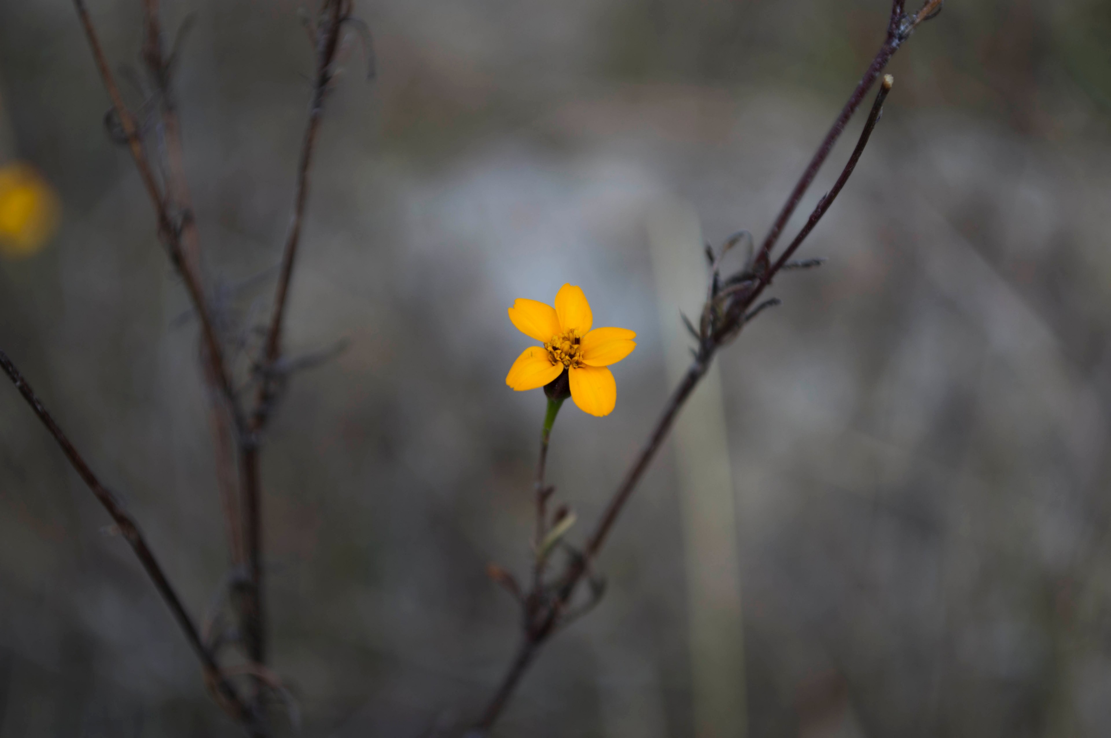close up of a yellow flower at the tip of a branch, pequeno no es insignificante 4k, HD Wallpaper