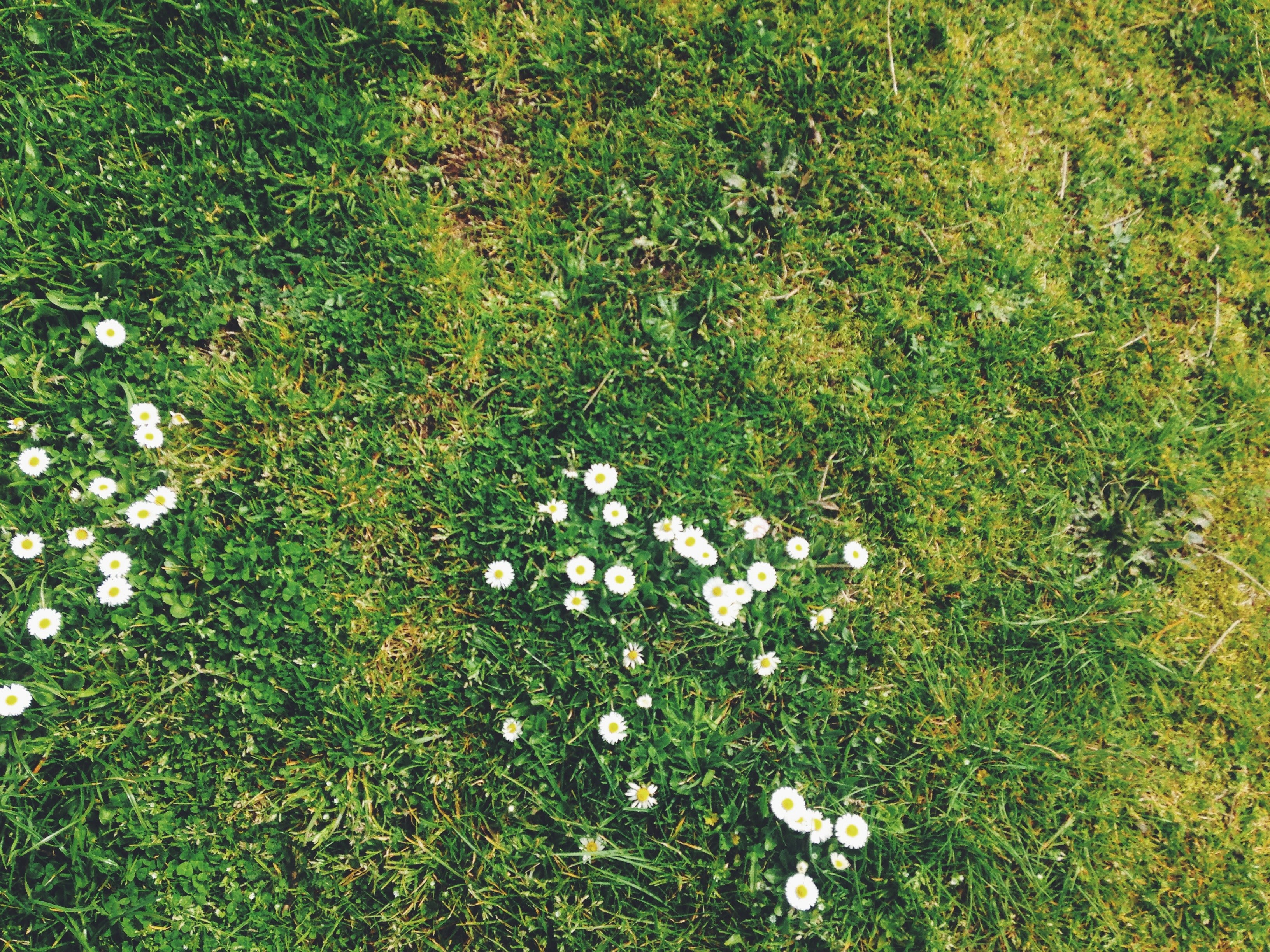 daisy flowers on green grass lawn in spring from above, top view of daisy clump 4k, HD Wallpaper