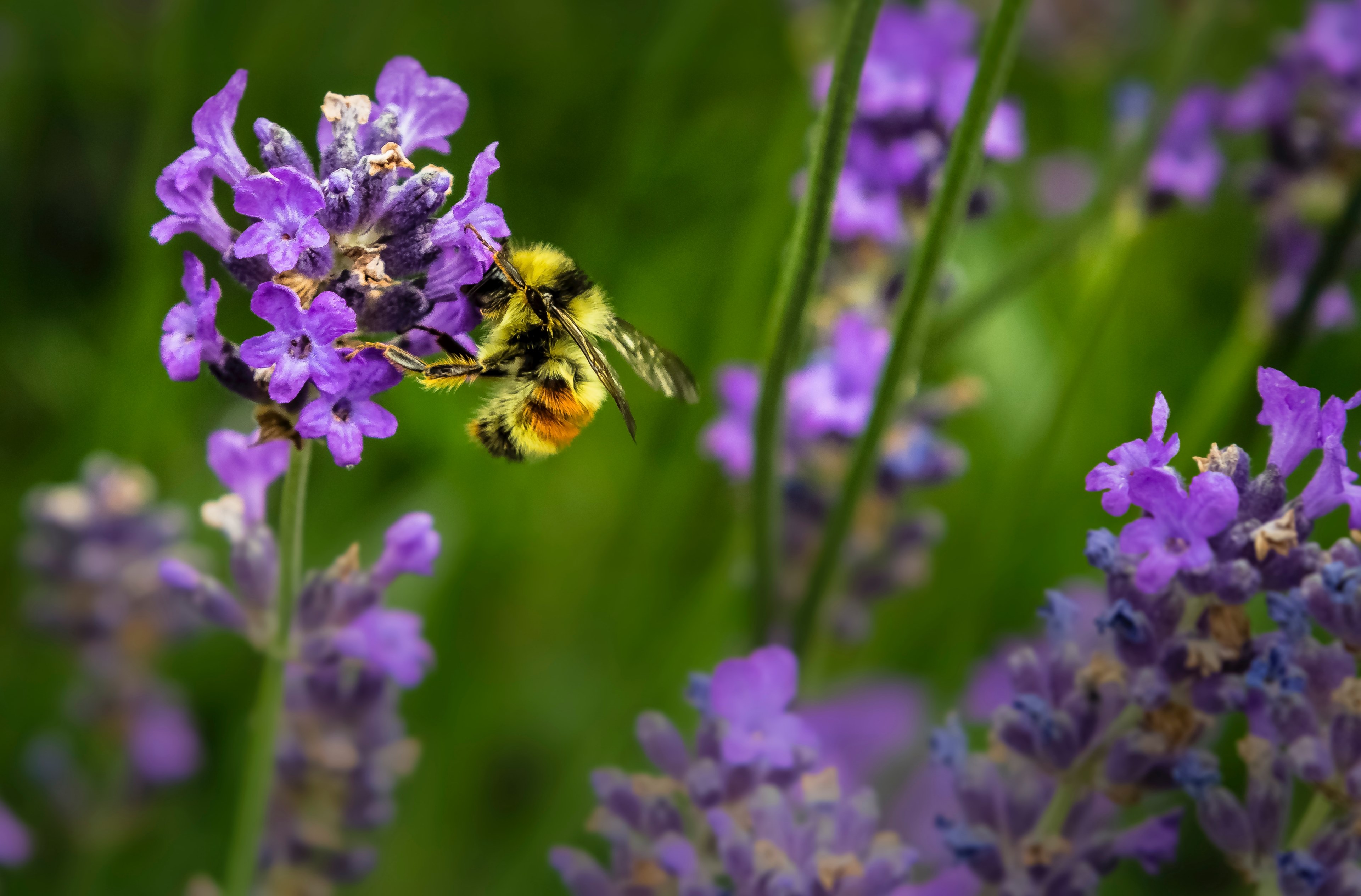 a bee collecting pollen in a cluster of lavender, bee on lavender 4k, HD Wallpaper