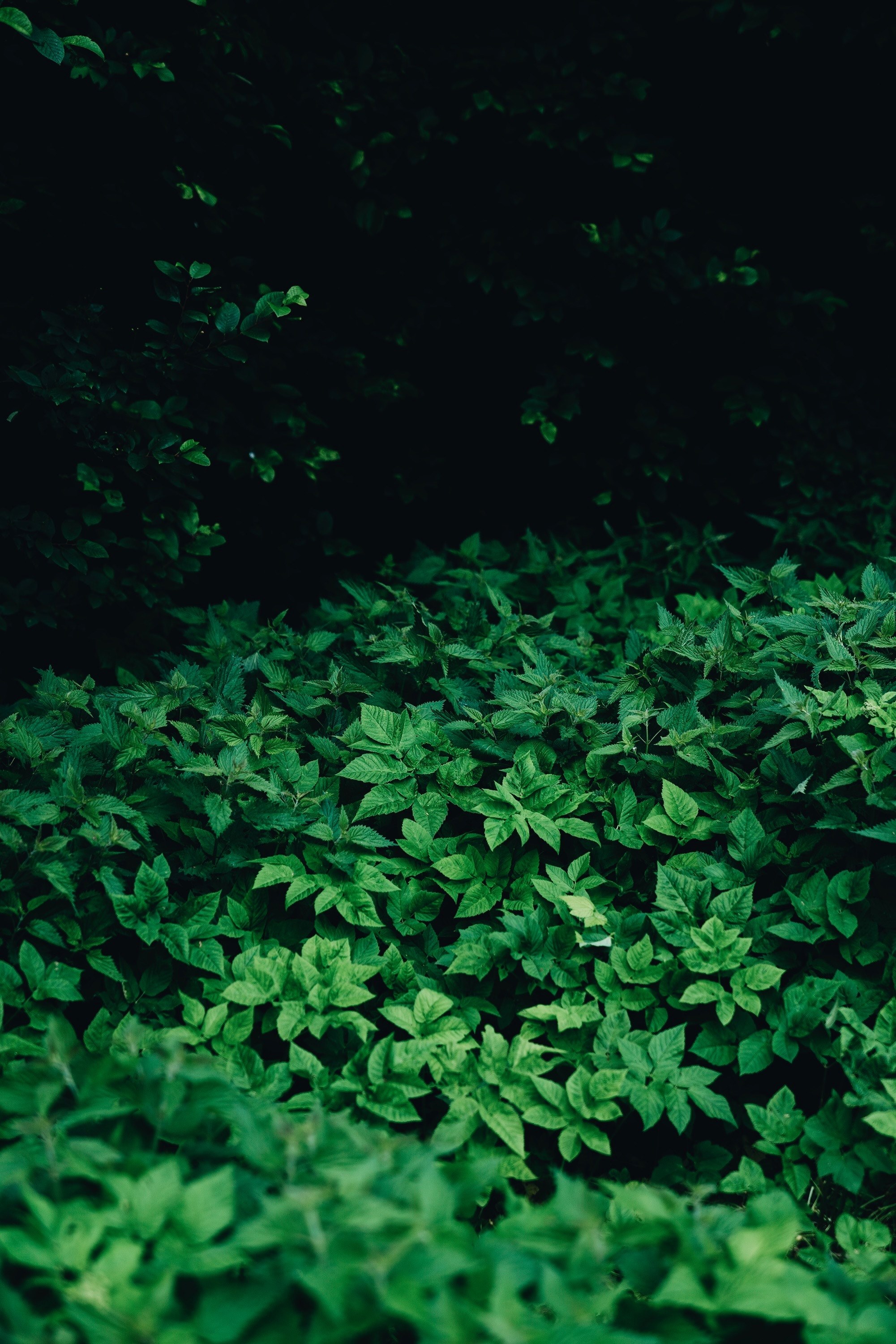 green darkness 4k, Phone HD Wallpaper