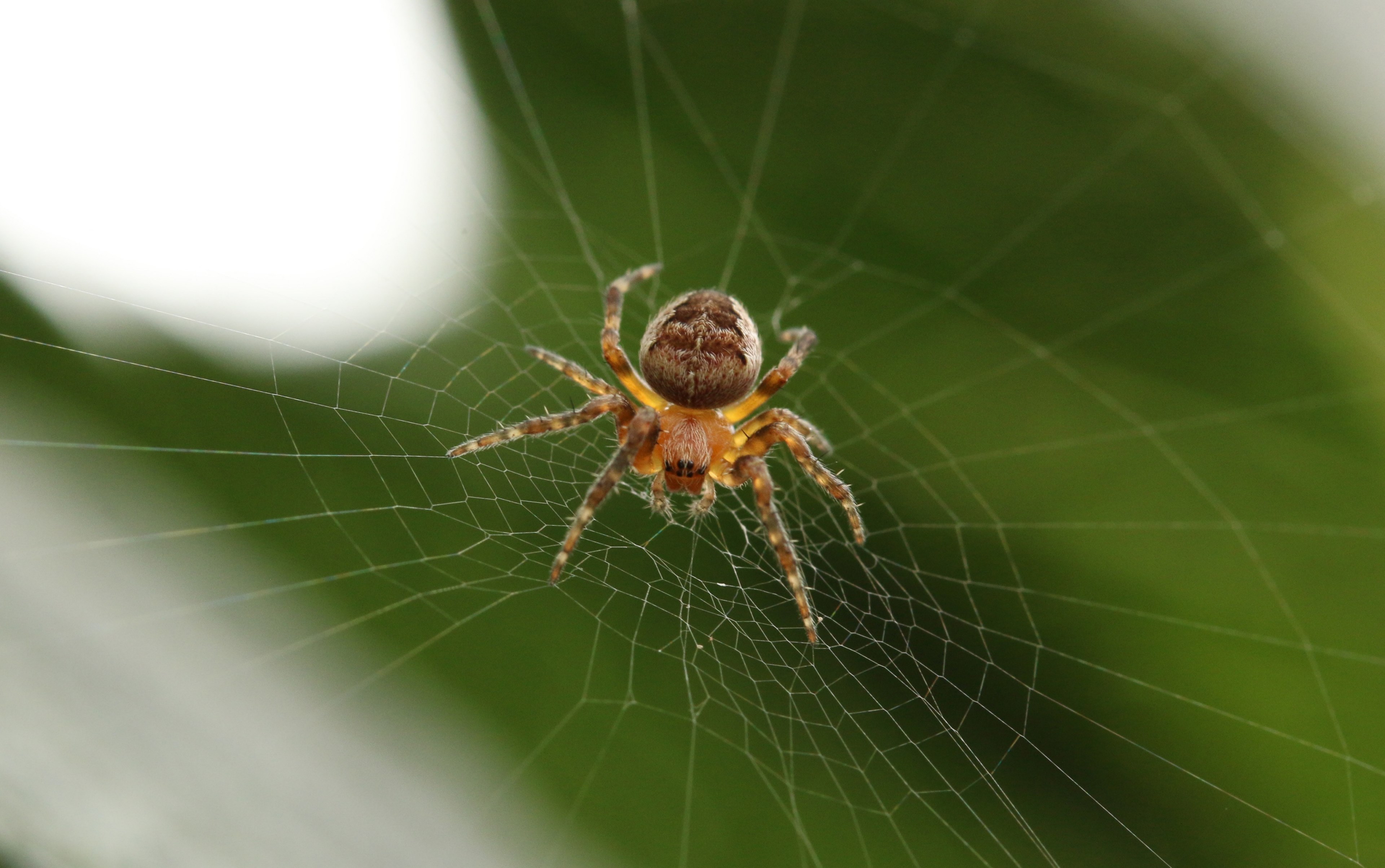 spider spider web web and arachnid 4k, HD Wallpaper