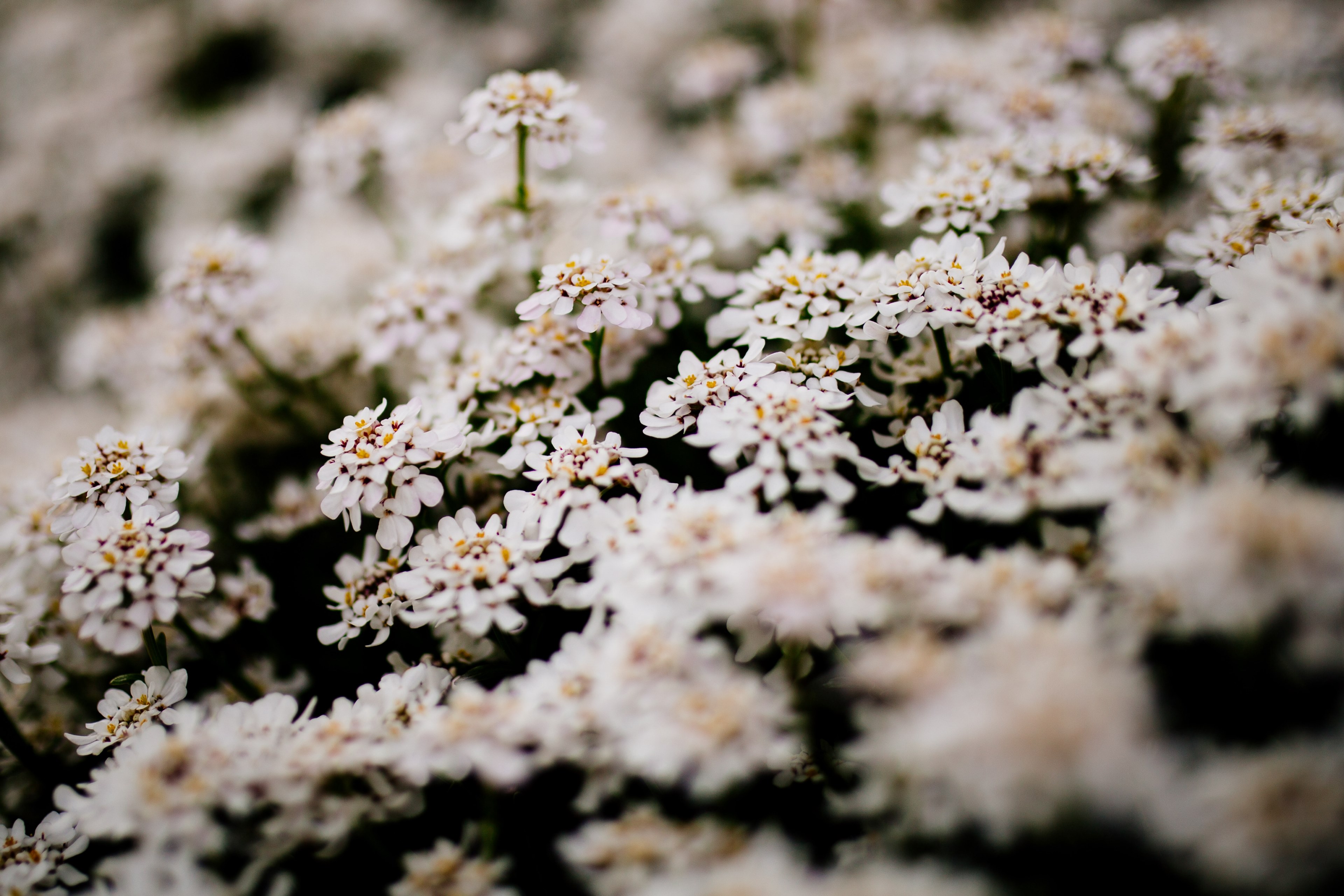 flower blossom in bloom and garden 4k, HD Wallpaper