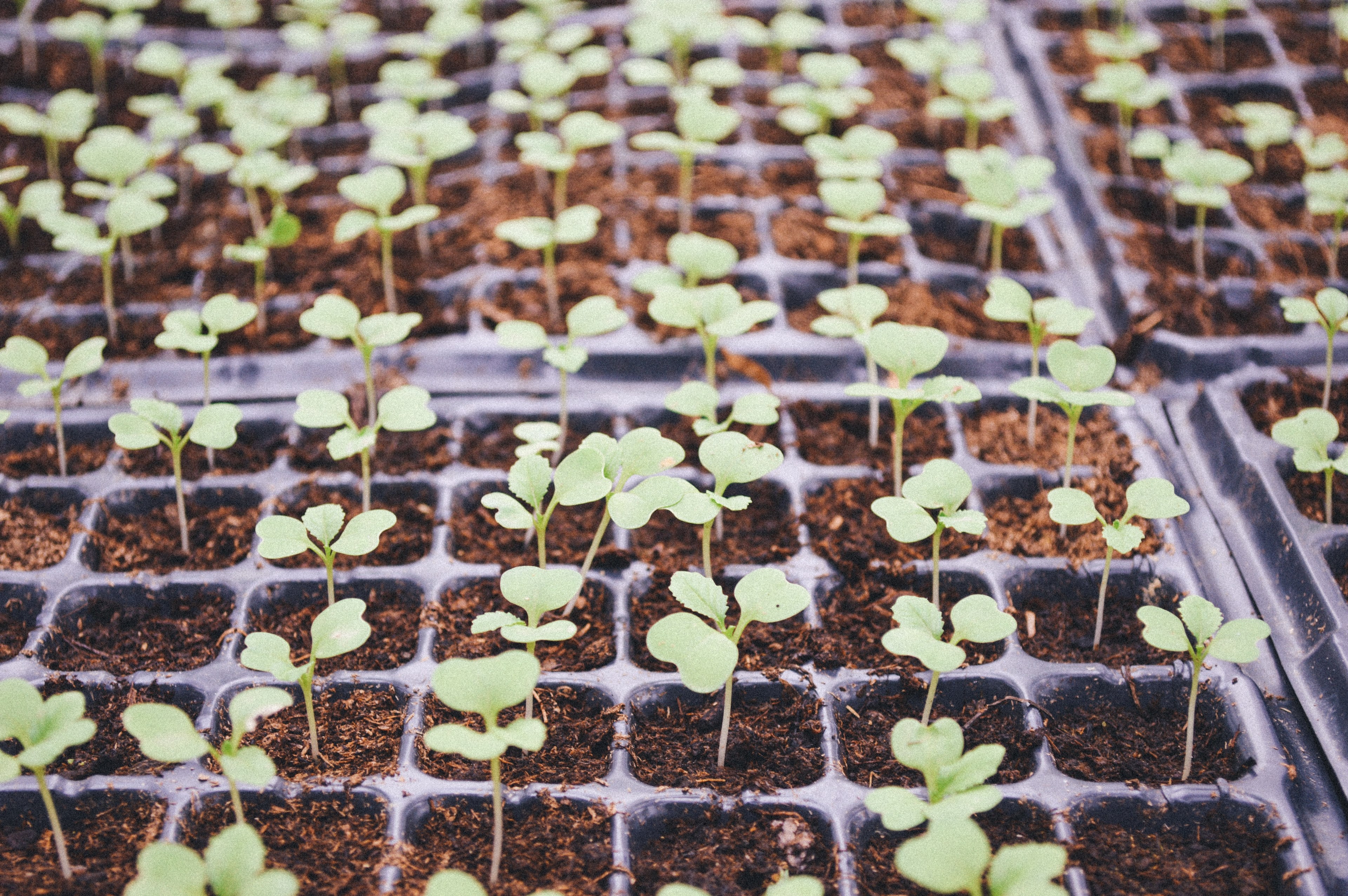 plant soil seedling and green 4k, HD Wallpaper