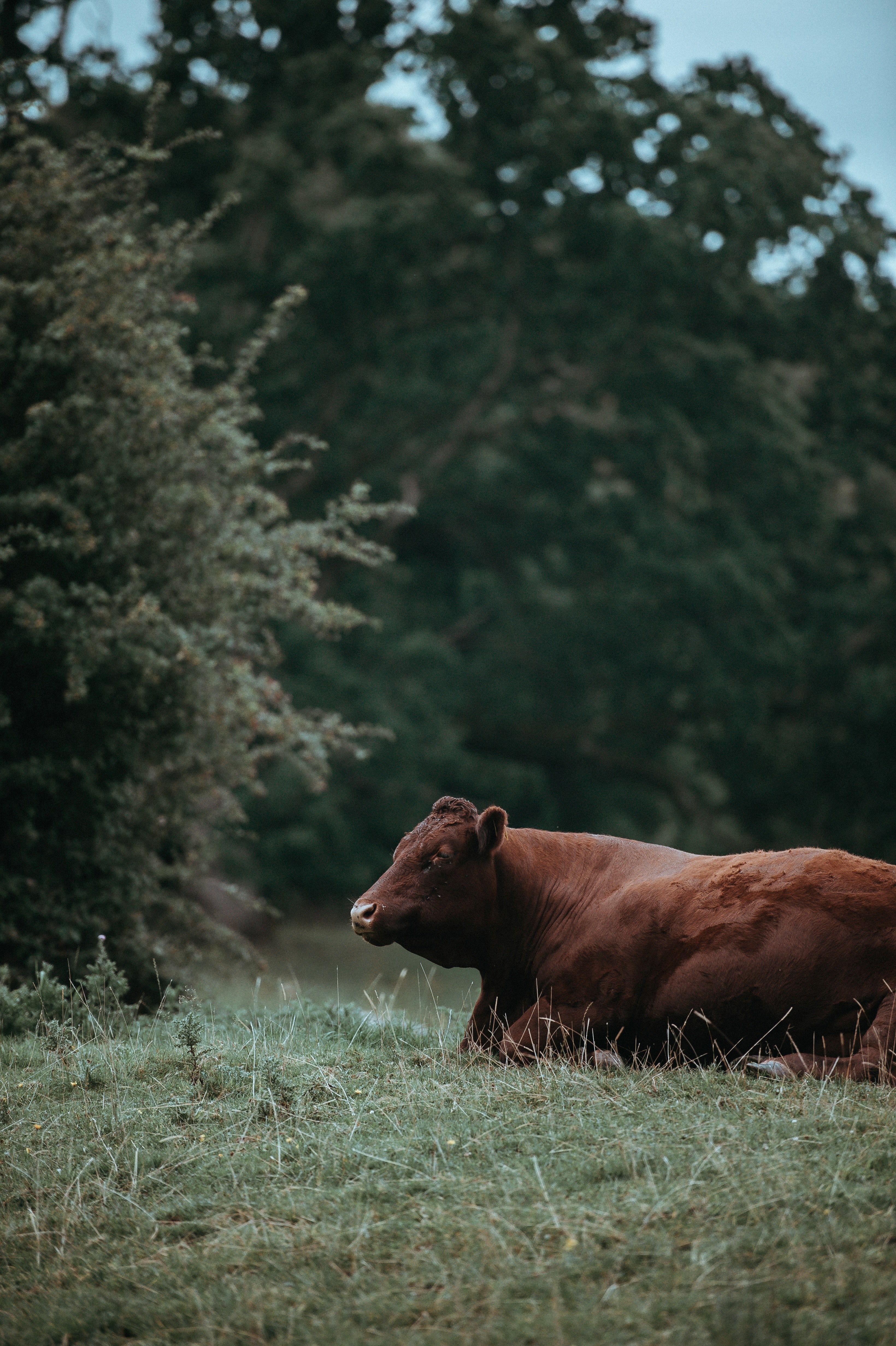 cow 4k, Phone HD Wallpaper