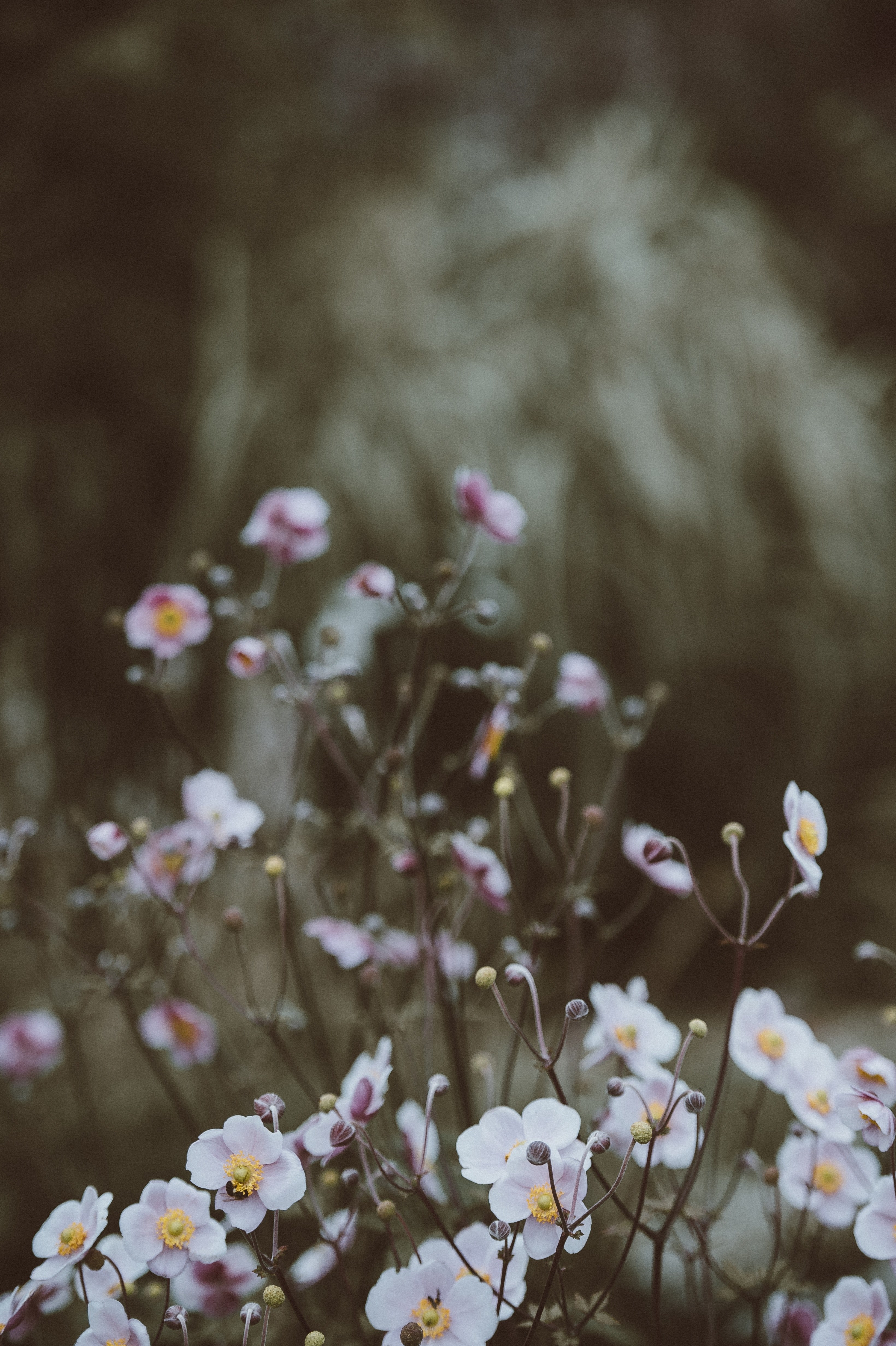 anemones 4k, Phone HD Wallpaper
