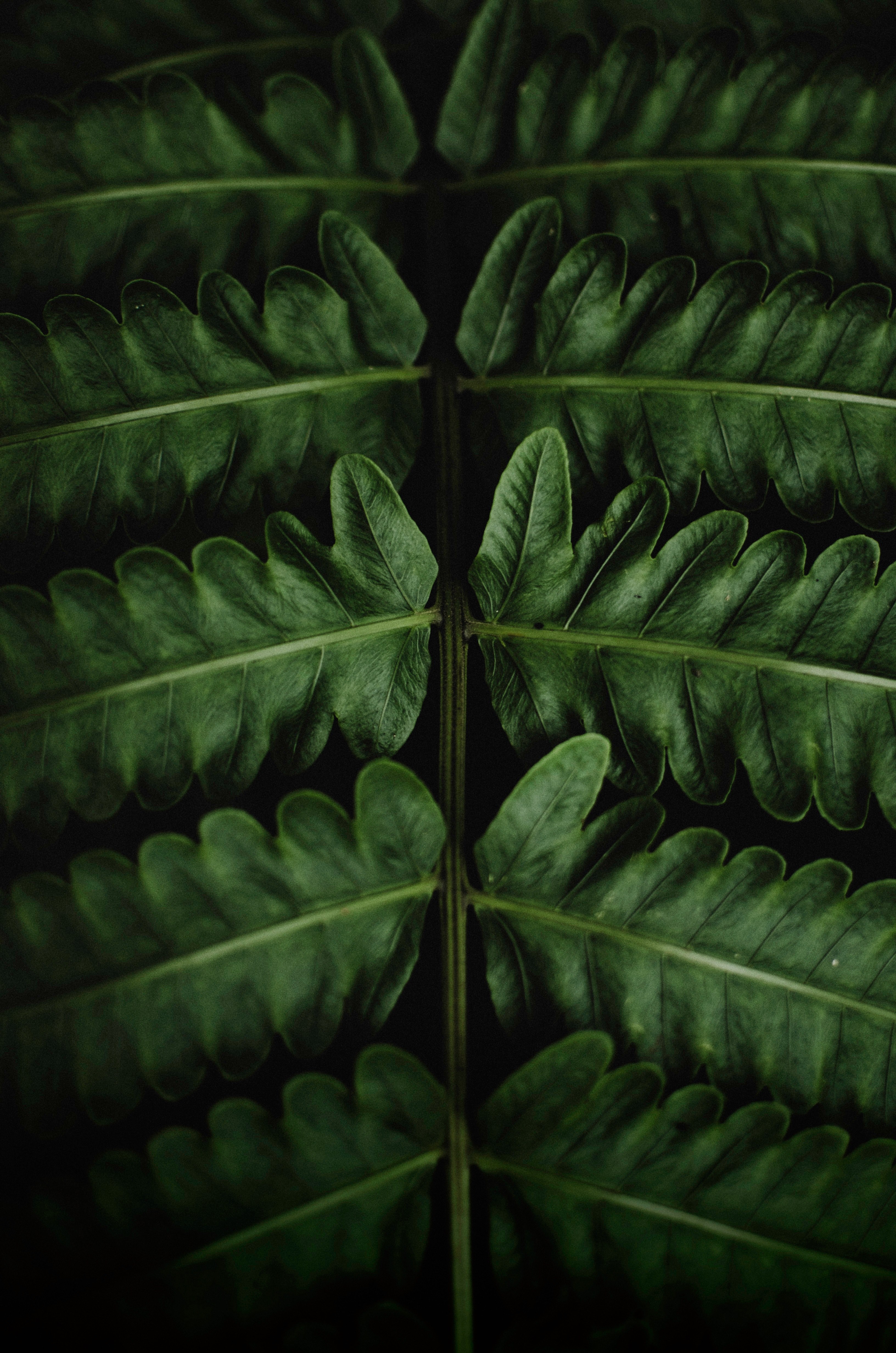 grow perfectly 4k, Phone HD Wallpaper