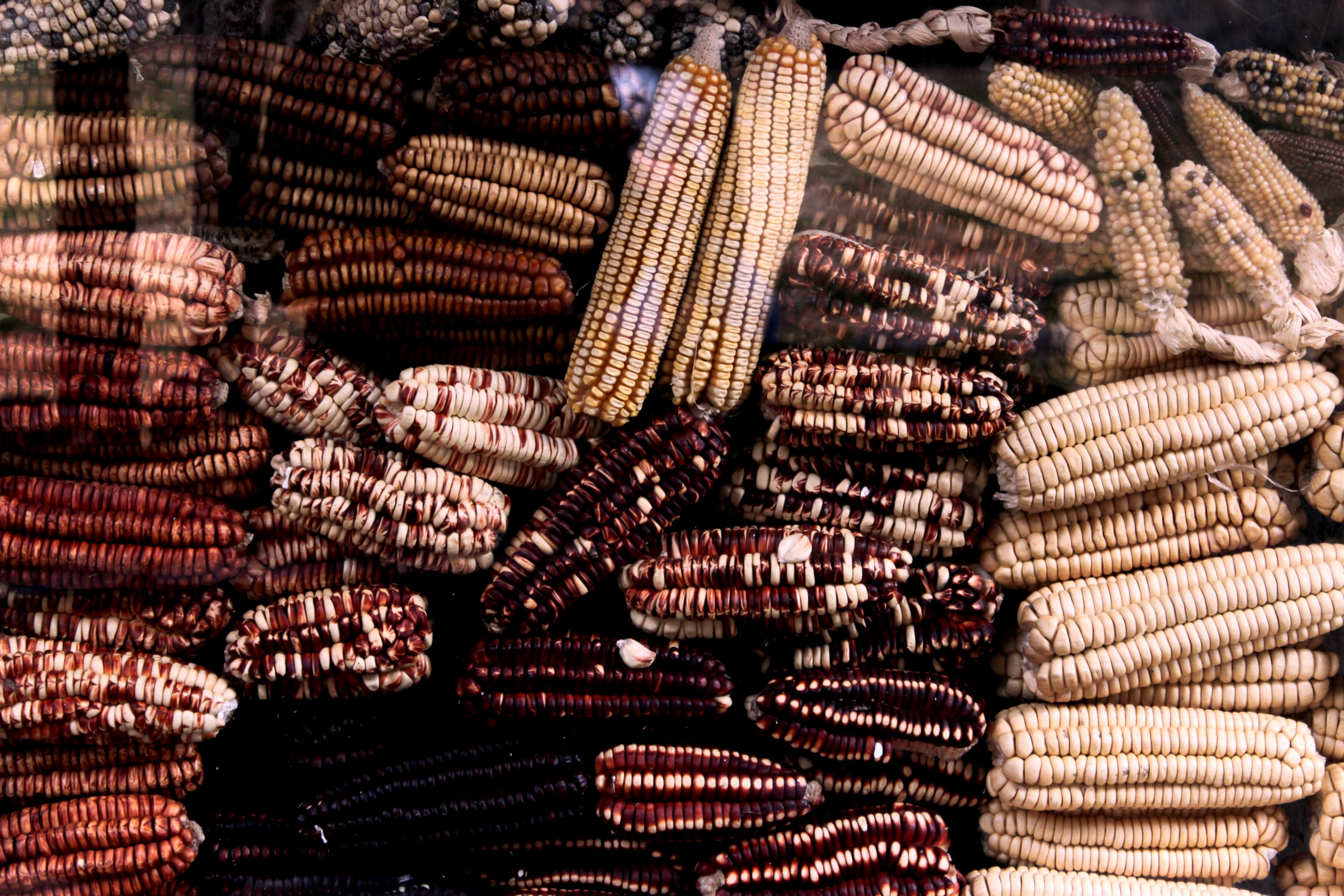 dried out ears of corn that have turned colors in urubamba province, urubamba province corn 4k, HD Wallpaper