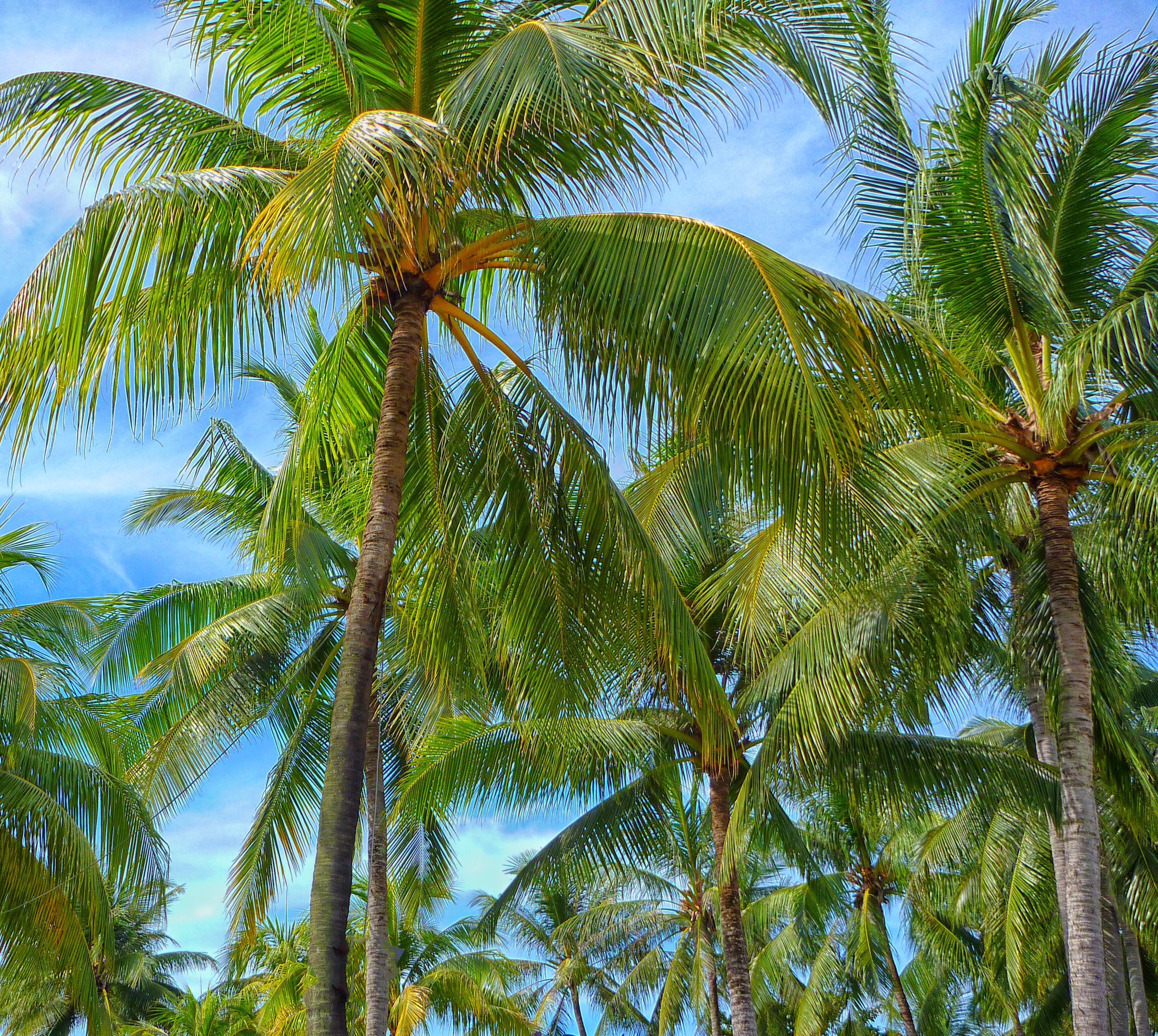 palm trees with coconuts in the carribean, tropic heaven 4k, HD Wallpaper